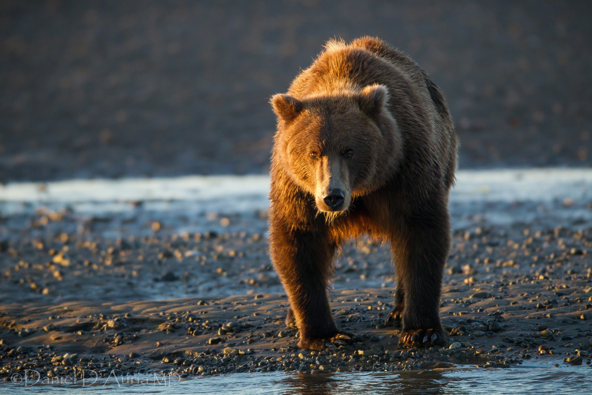 Brown bear walking on a rocky shore HD Wallpaper