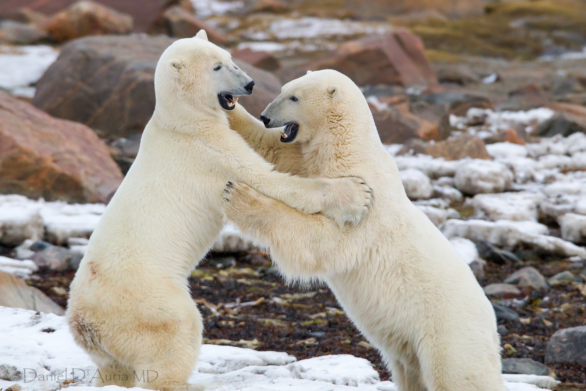 Two polar bears wrestling in the snow HD Wallpaper