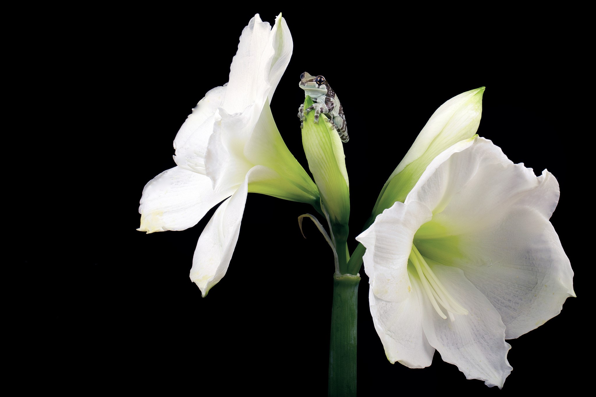 A frog sits on a white flower bud HD Wallpaper