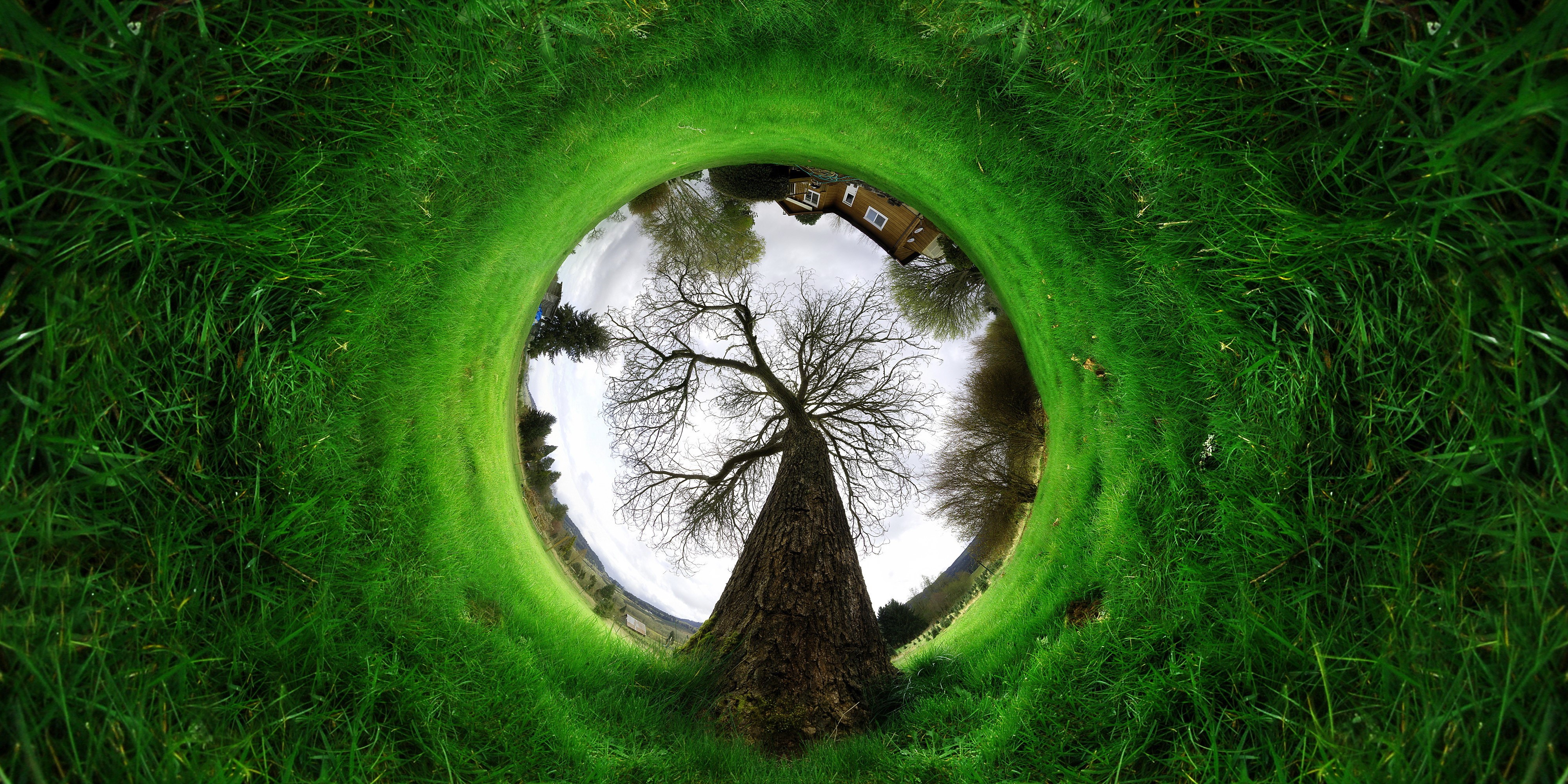 Green grass and bare tree in a circular landscape HD Wallpaper
