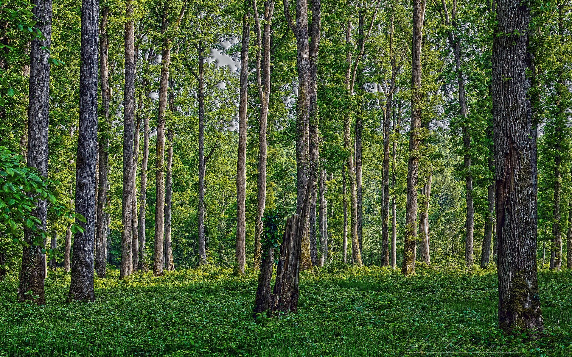 A dense forest with tall trees and green undergrowth HD Wallpaper