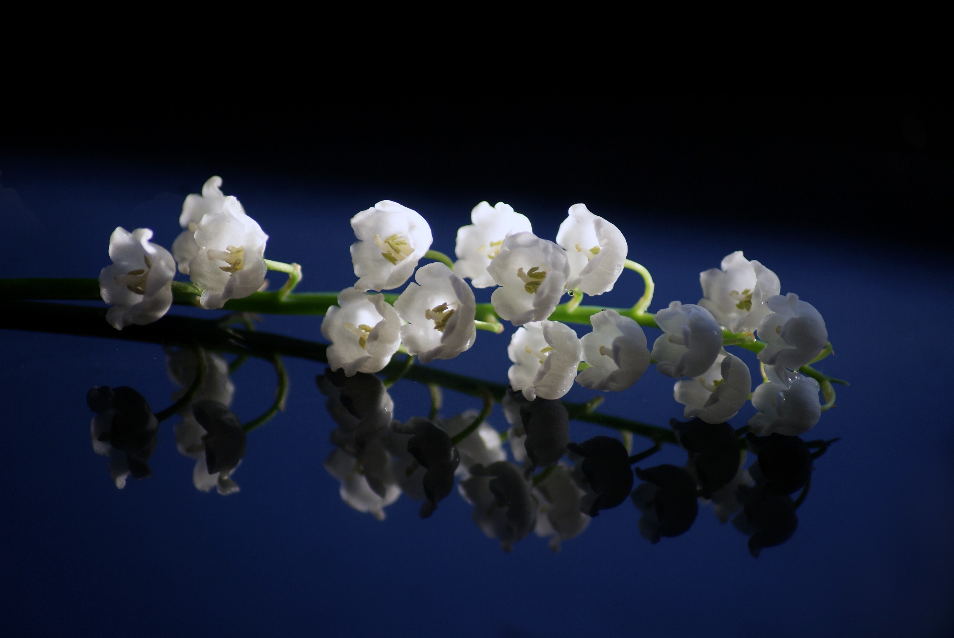 Lily of the valley flowers on a dark background HD Wallpaper