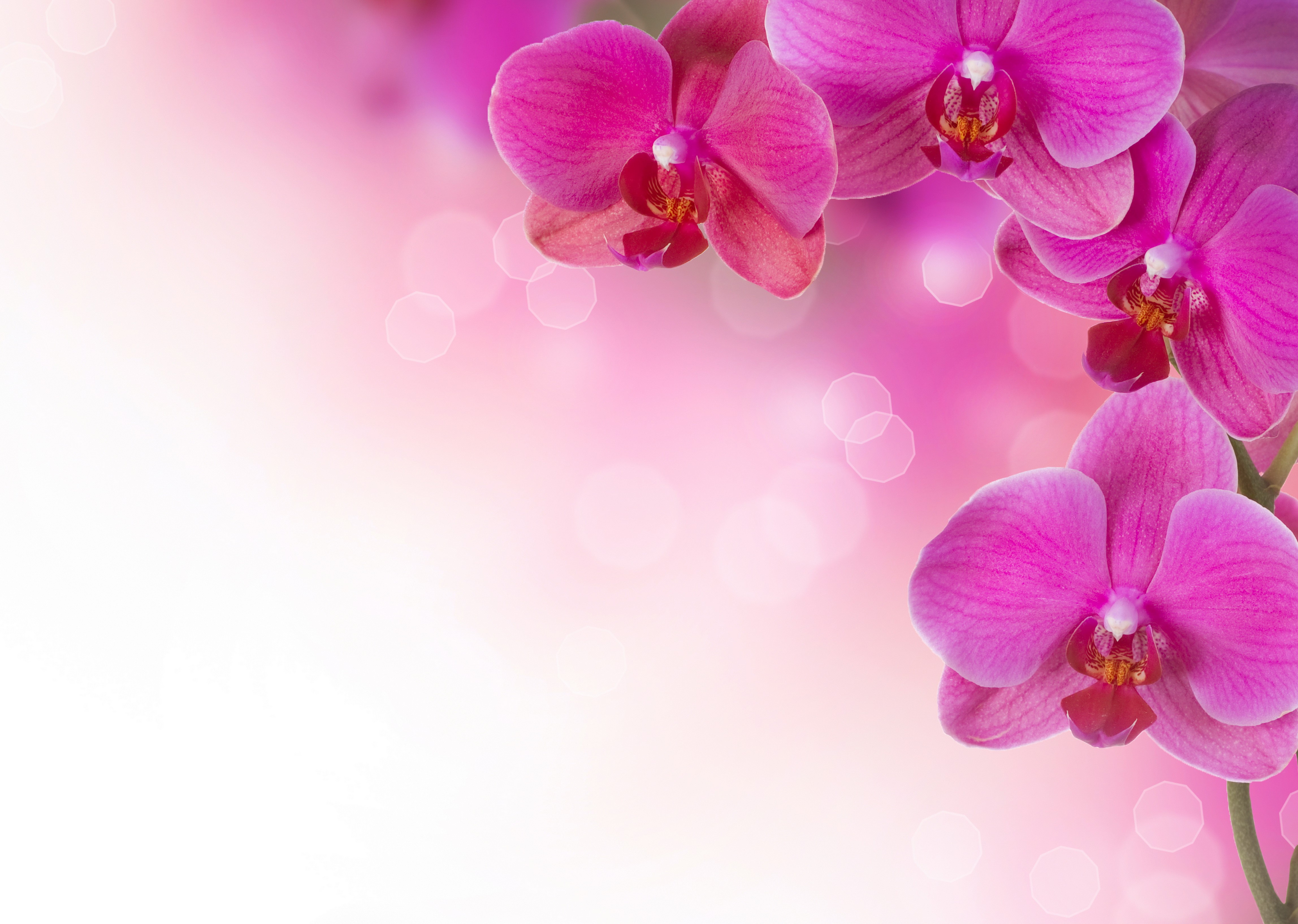 4K Orchid Flowers HD Wallpaper