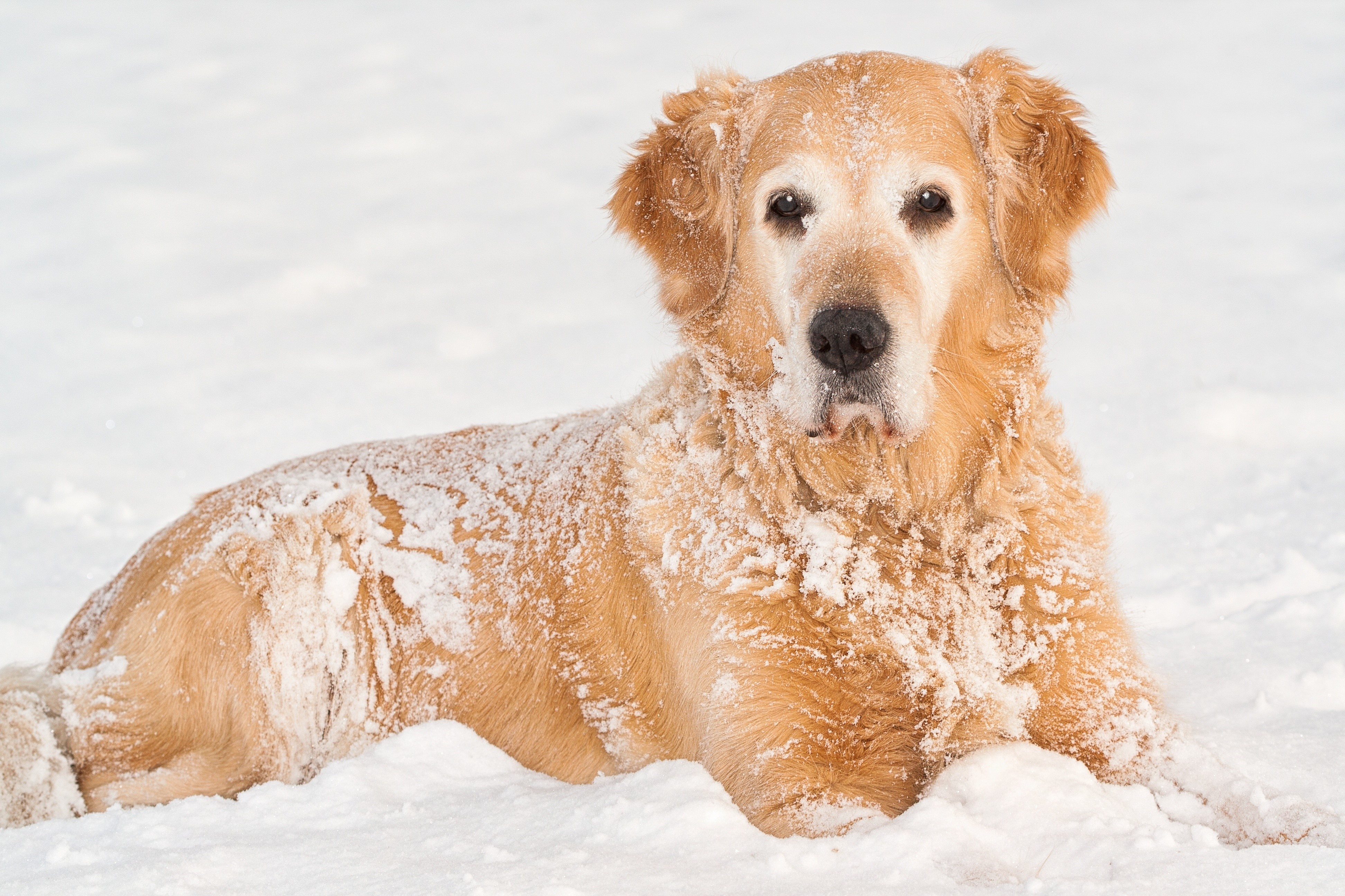Golden Retriever lying in the snow HD Wallpaper