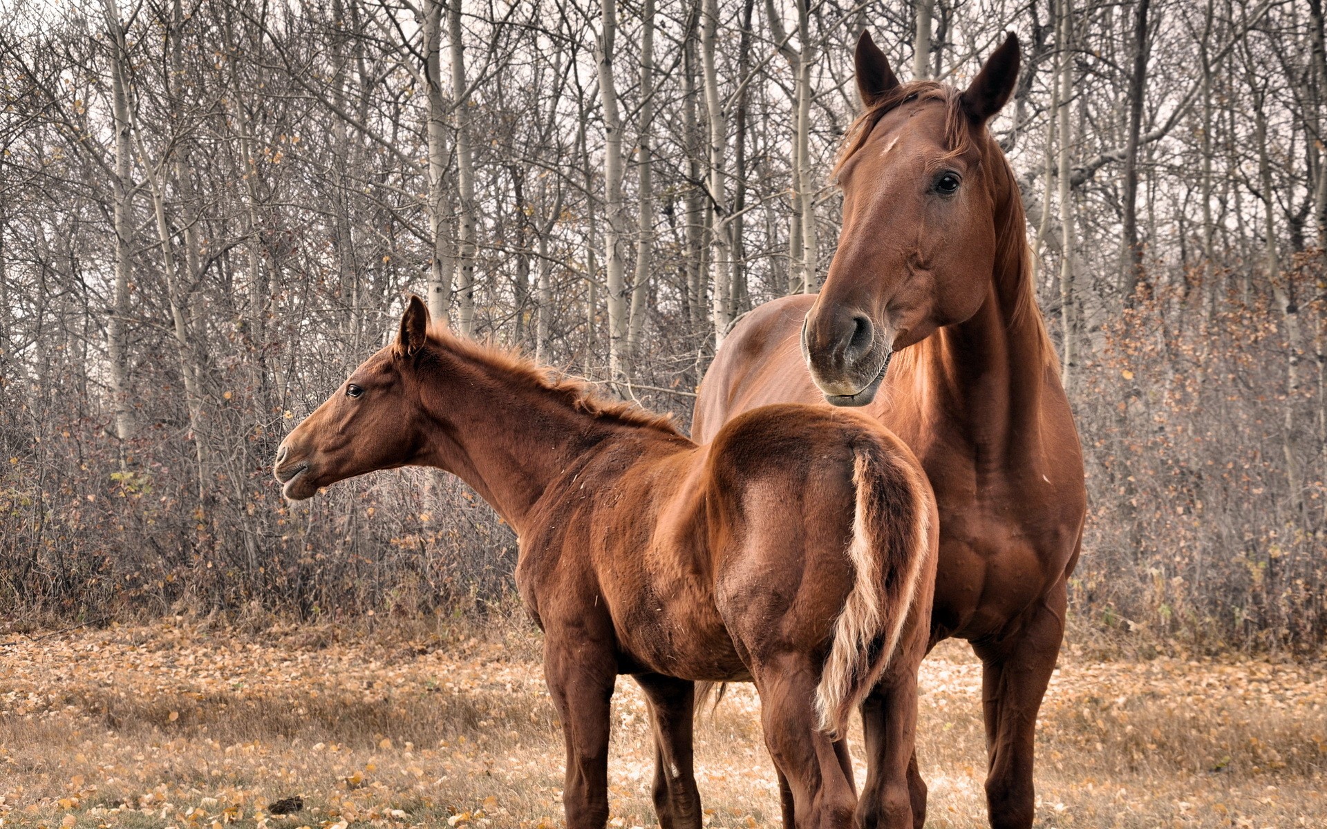 Two brown horses in a forest HD Wallpaper