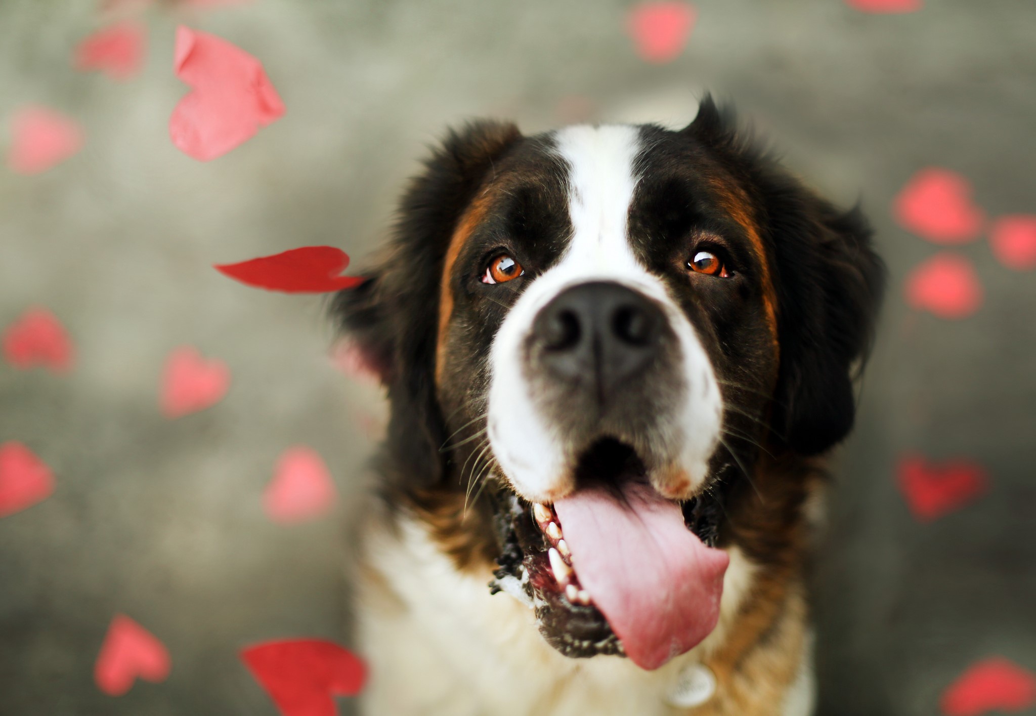 Saint Bernard dog with red hearts falling HD Wallpaper