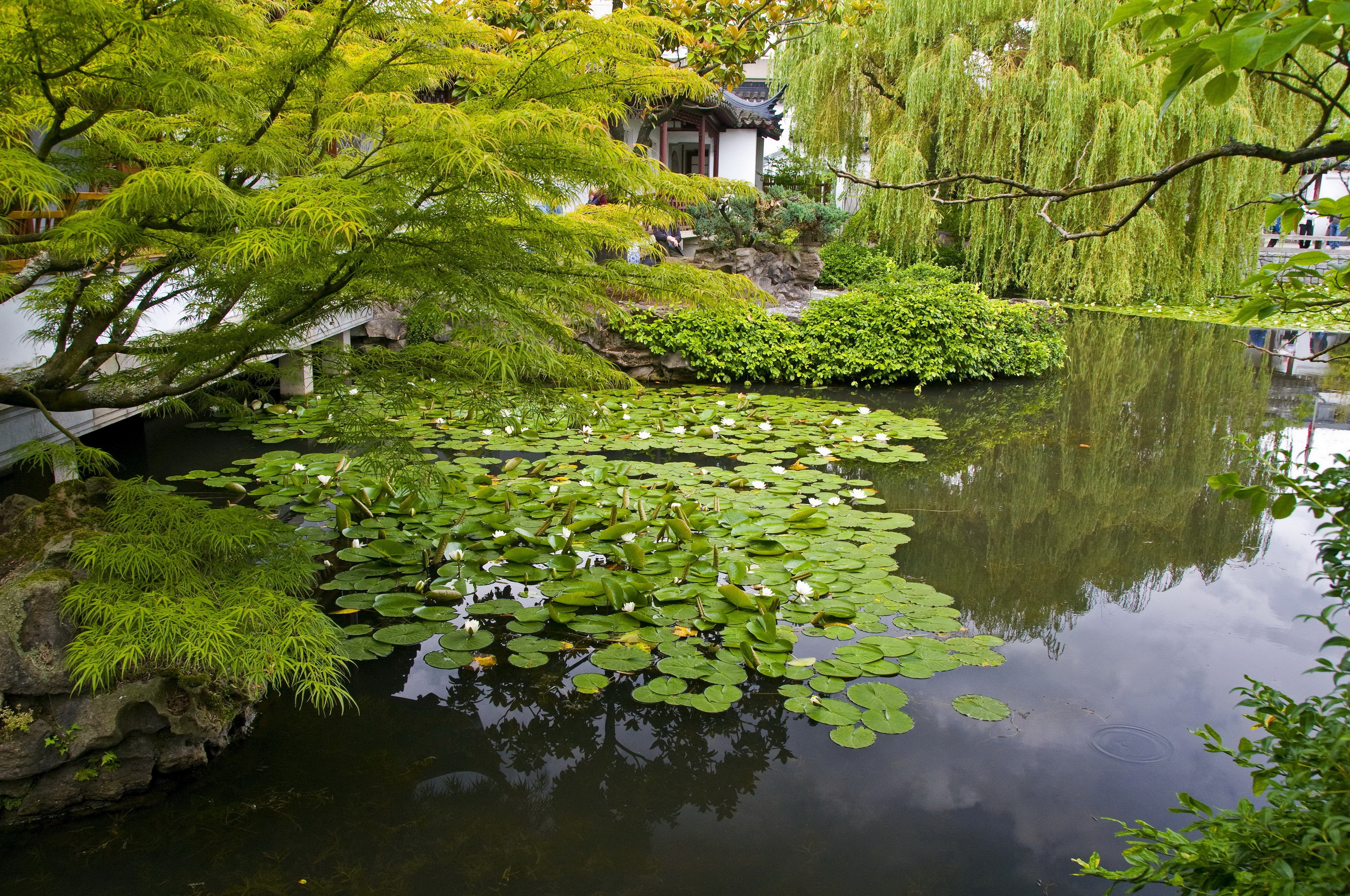 Japanese Garden with Pond and Water Lilies HD Wallpaper