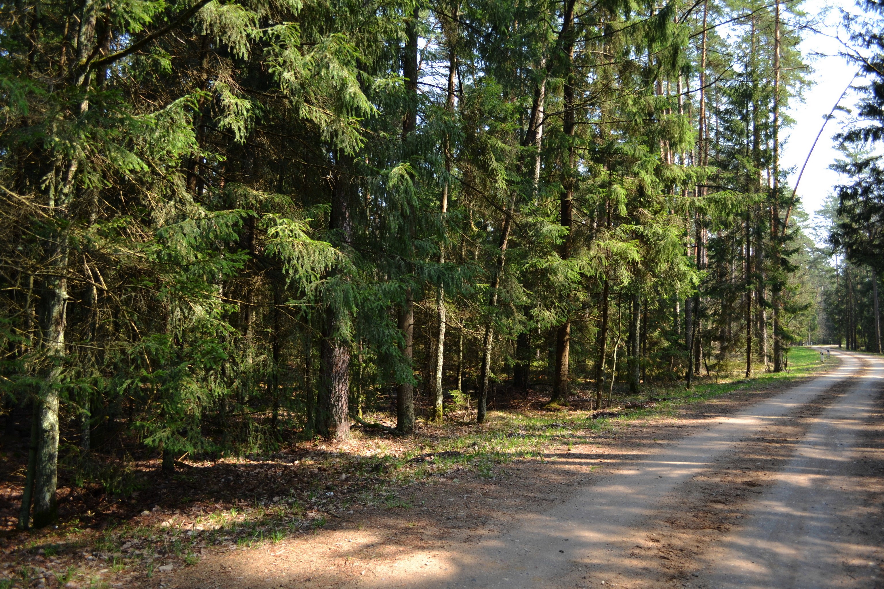 Dirt road through a dense spruce forest HD Wallpaper