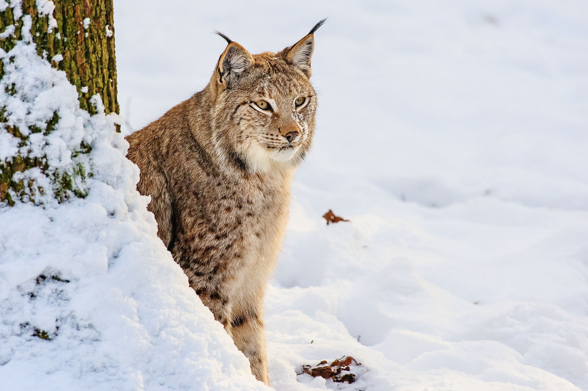 Lynx peeking from behind a snow-covered tree HD Wallpaper