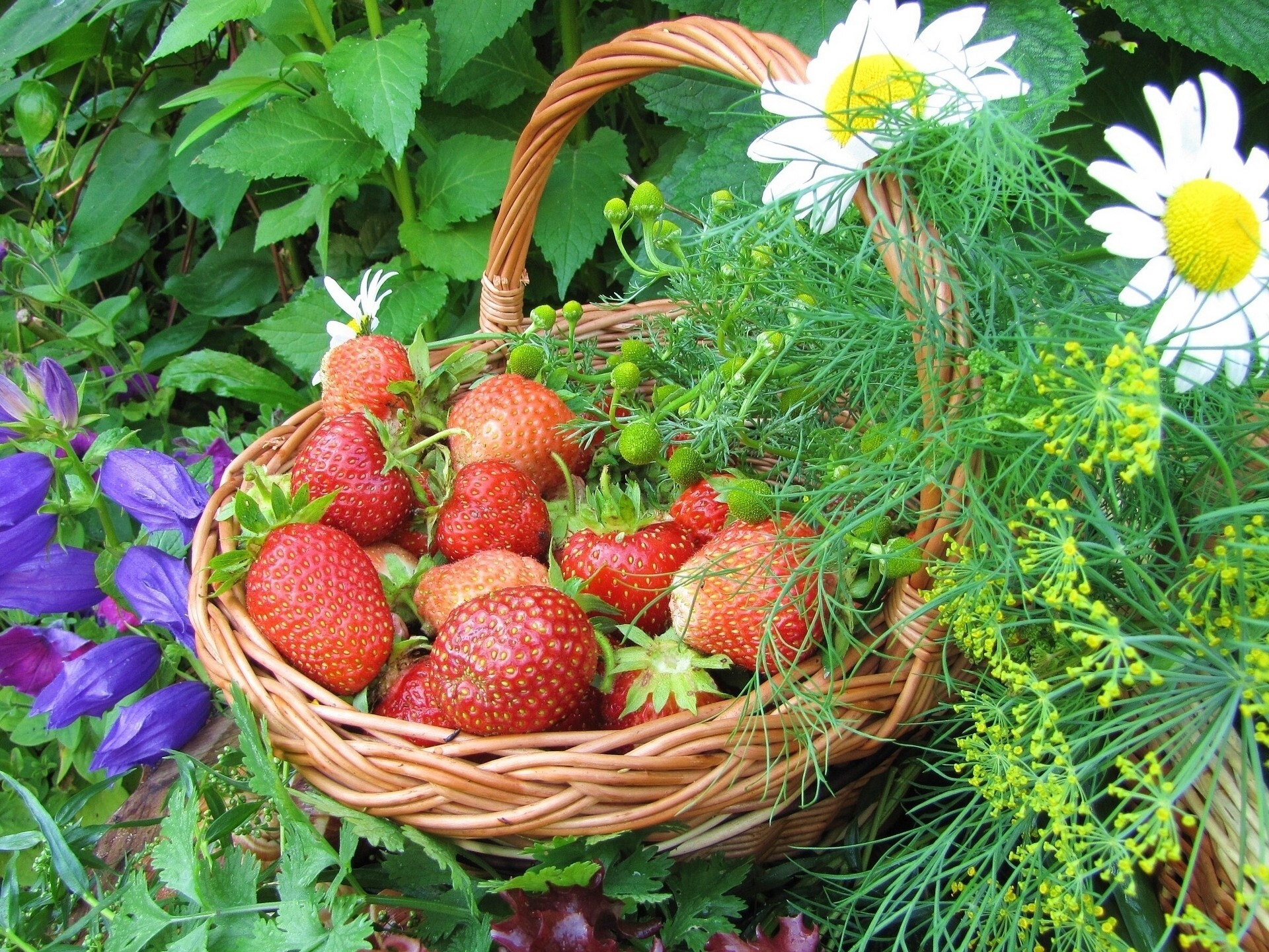 Basket of Strawberries with Daisies and Bluebells HD Wallpaper