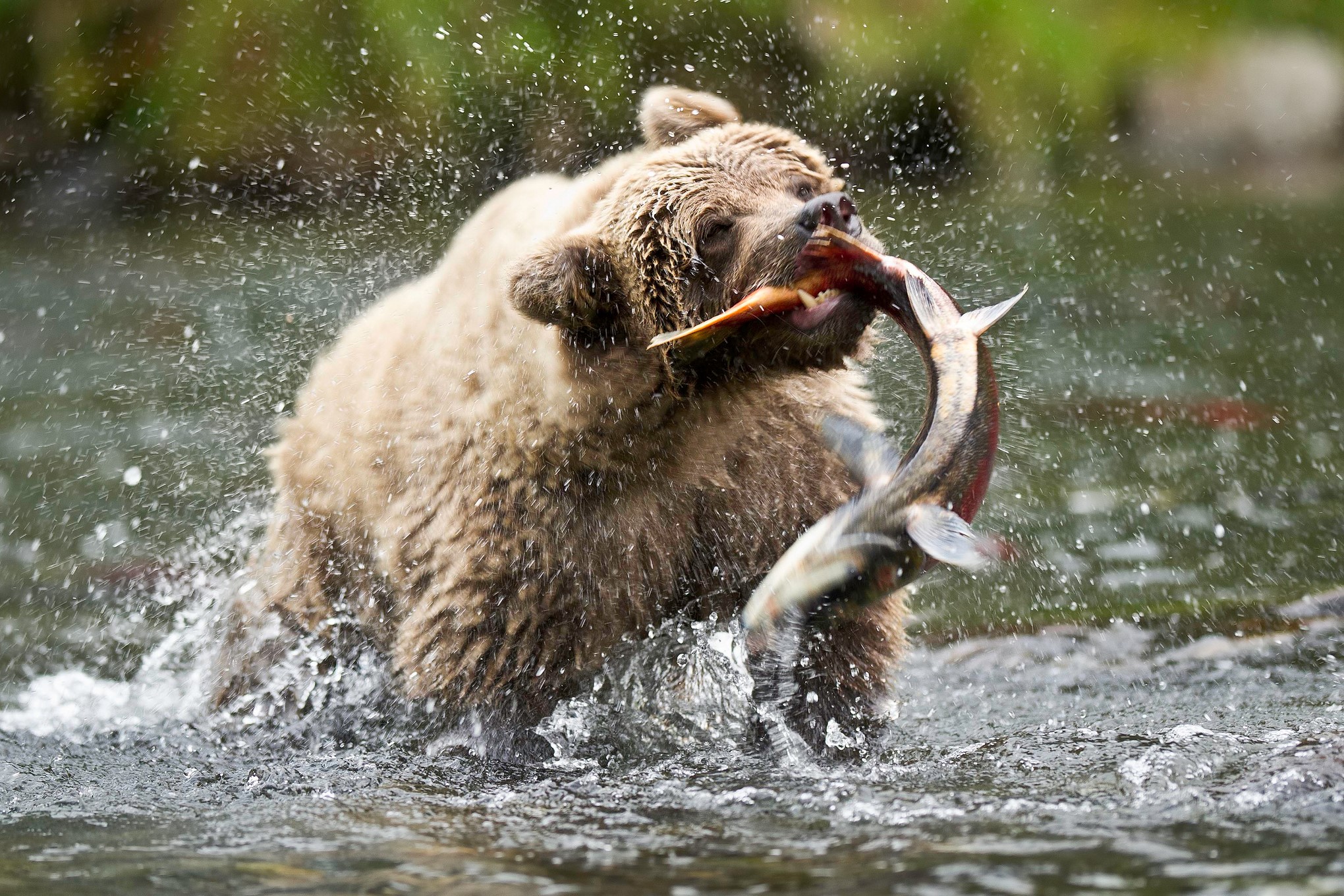 Brown bear catching a salmon in a river HD Wallpaper