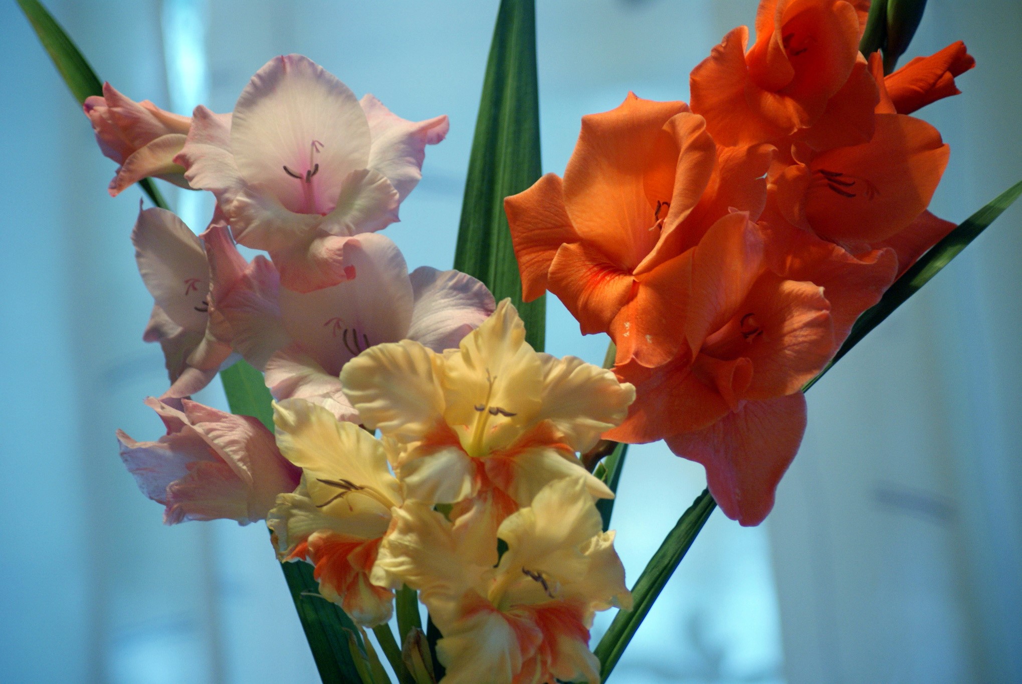 Gladioluses in a bouquet HD Wallpaper