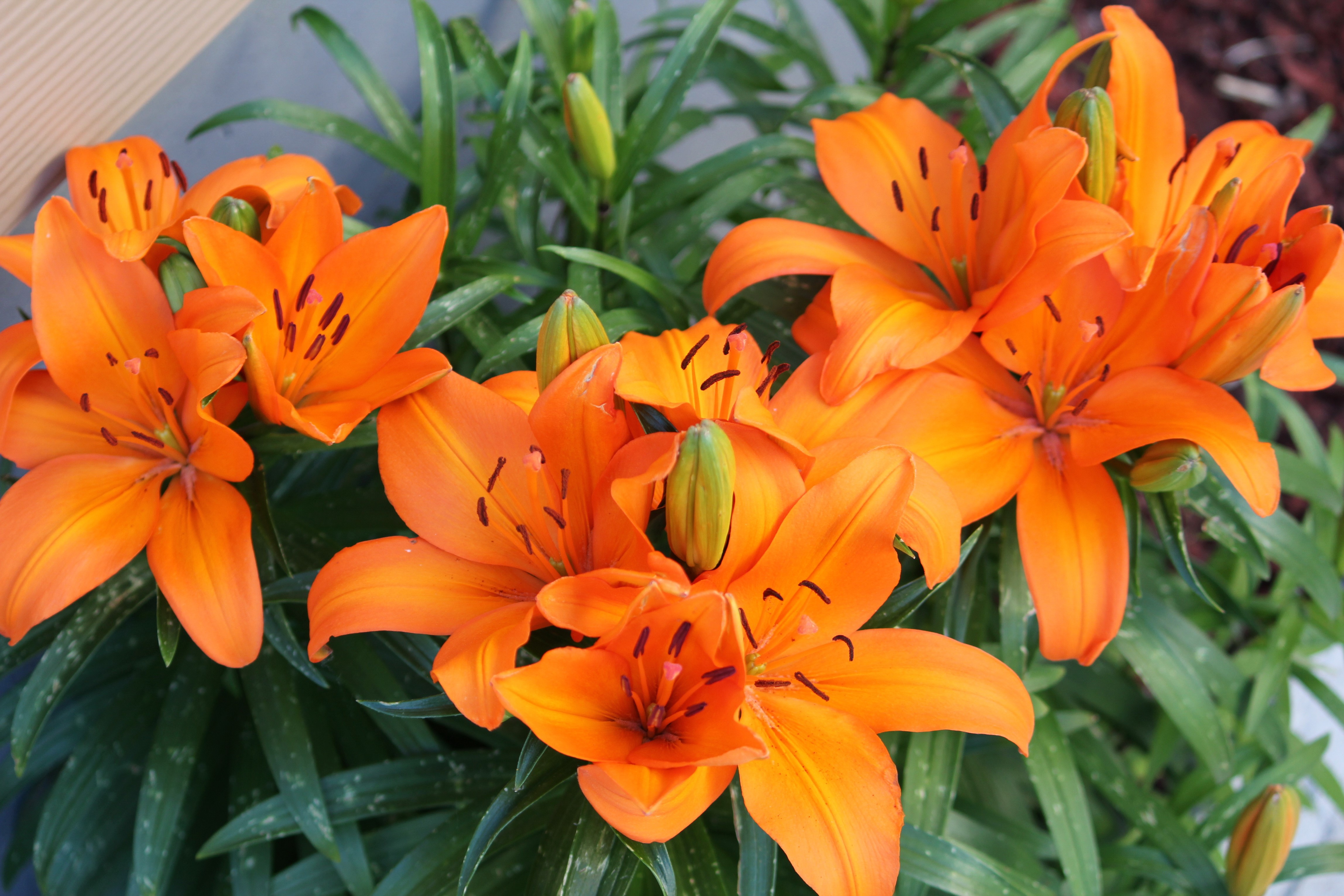 4K Orange Lilies HD Wallpaper