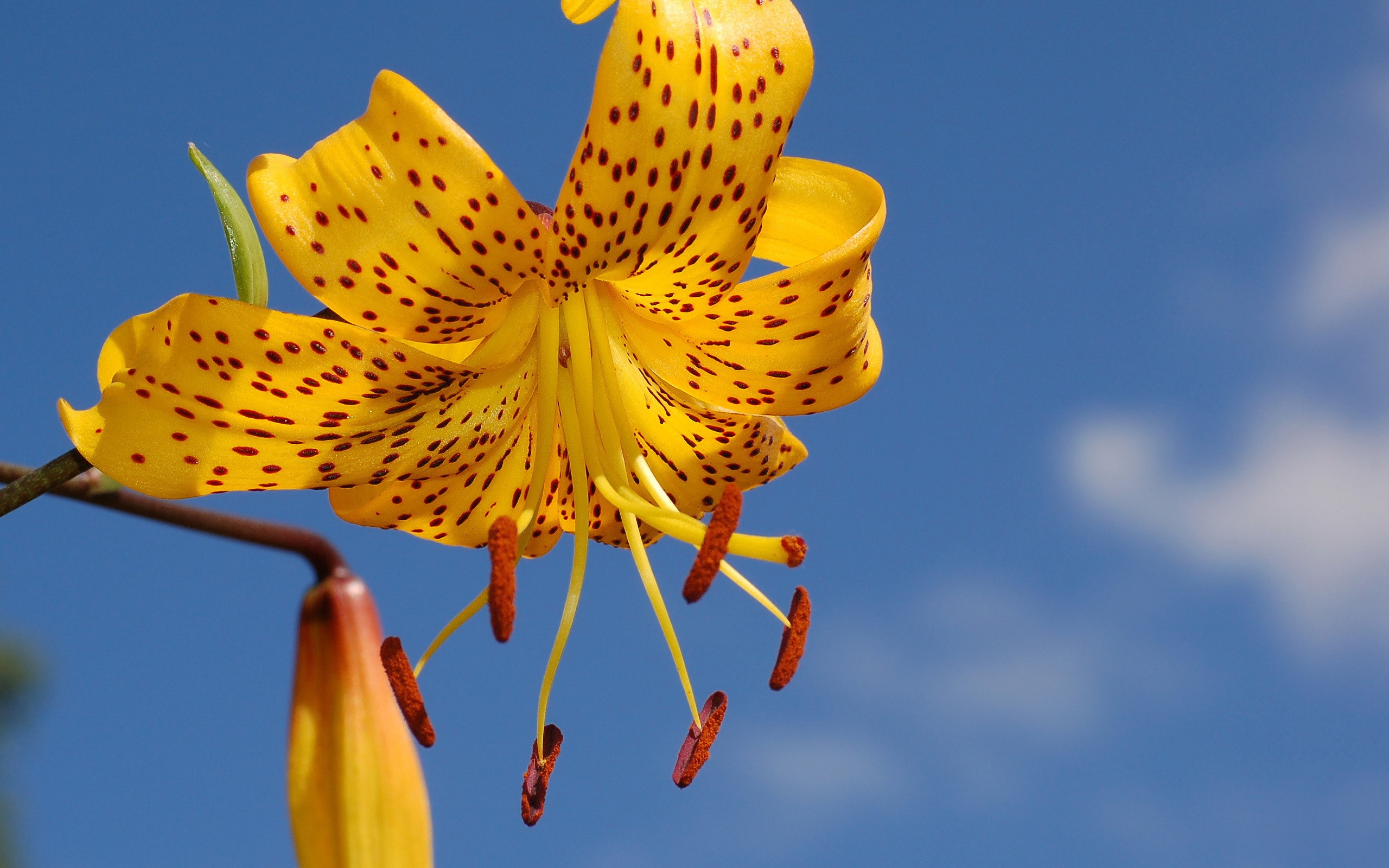 Yellow spotted lily flower against blue sky HD Wallpaper