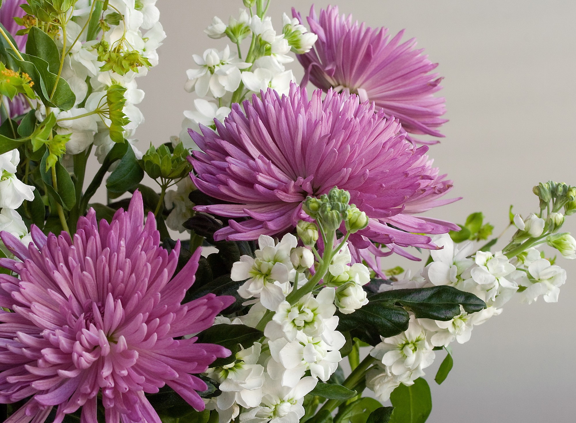 Purple chrysanthemums and white flowers bouquet HD Wallpaper