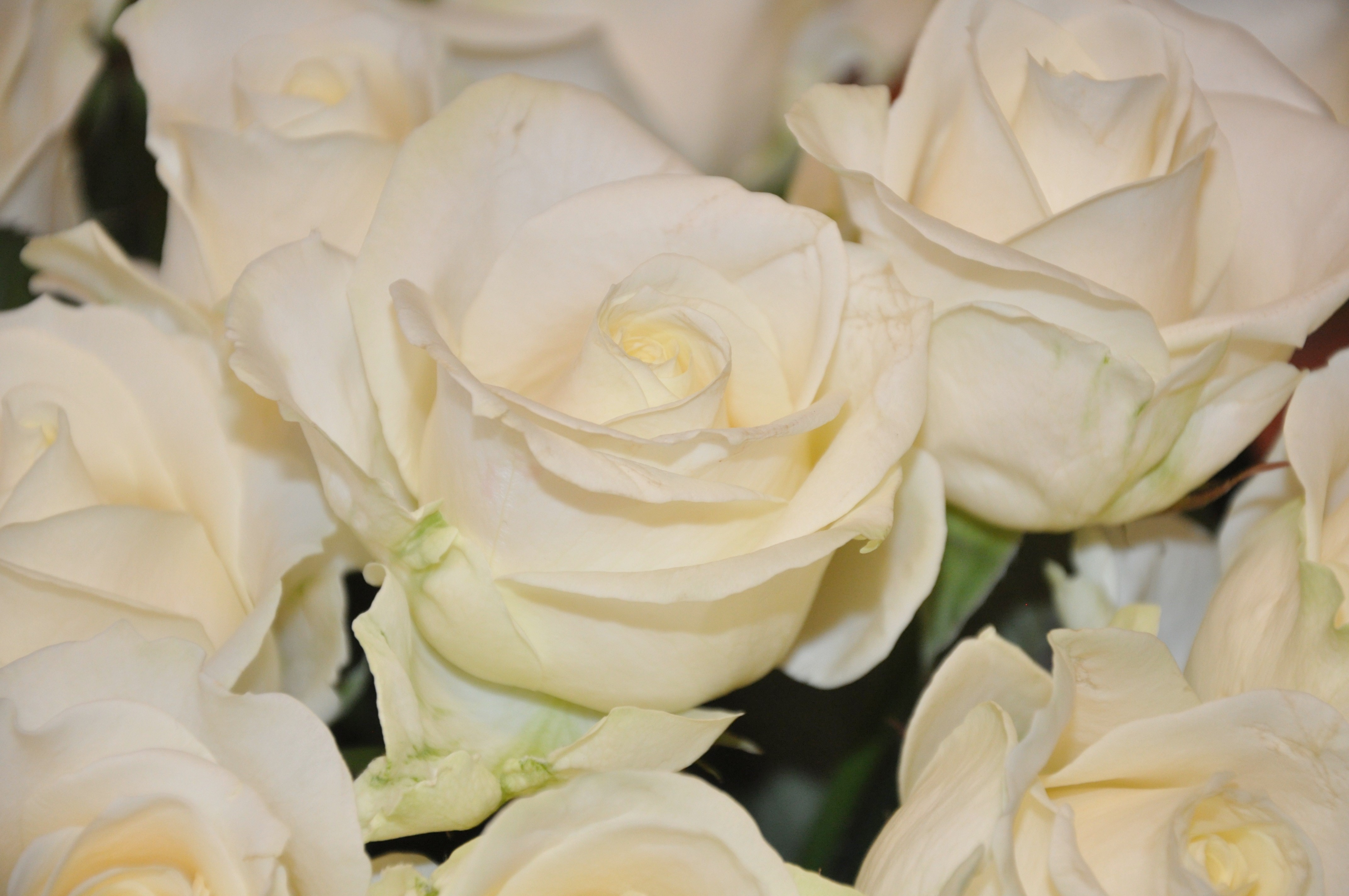 4K White Roses HD Wallpaper