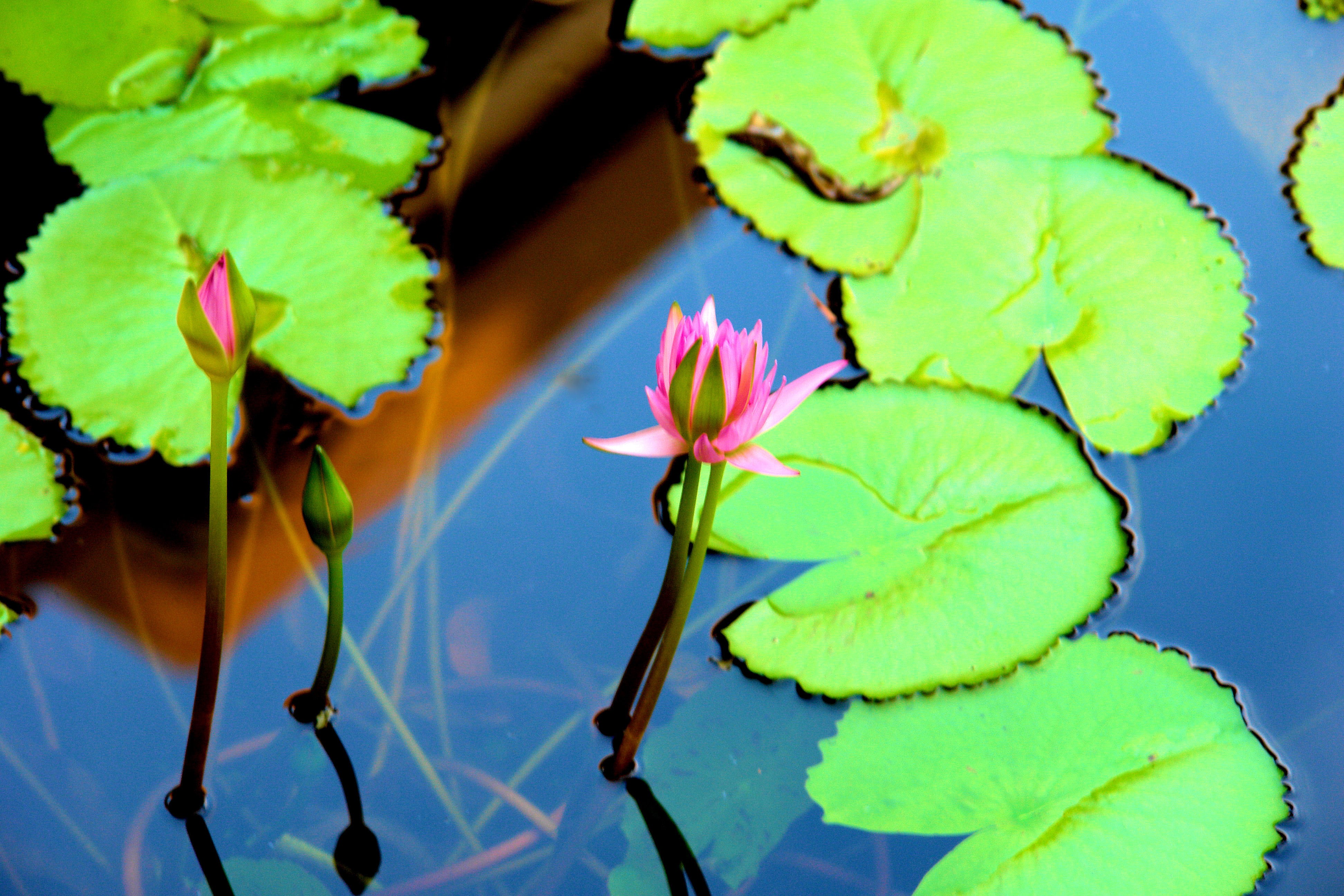 4K Water lilies HD Wallpaper