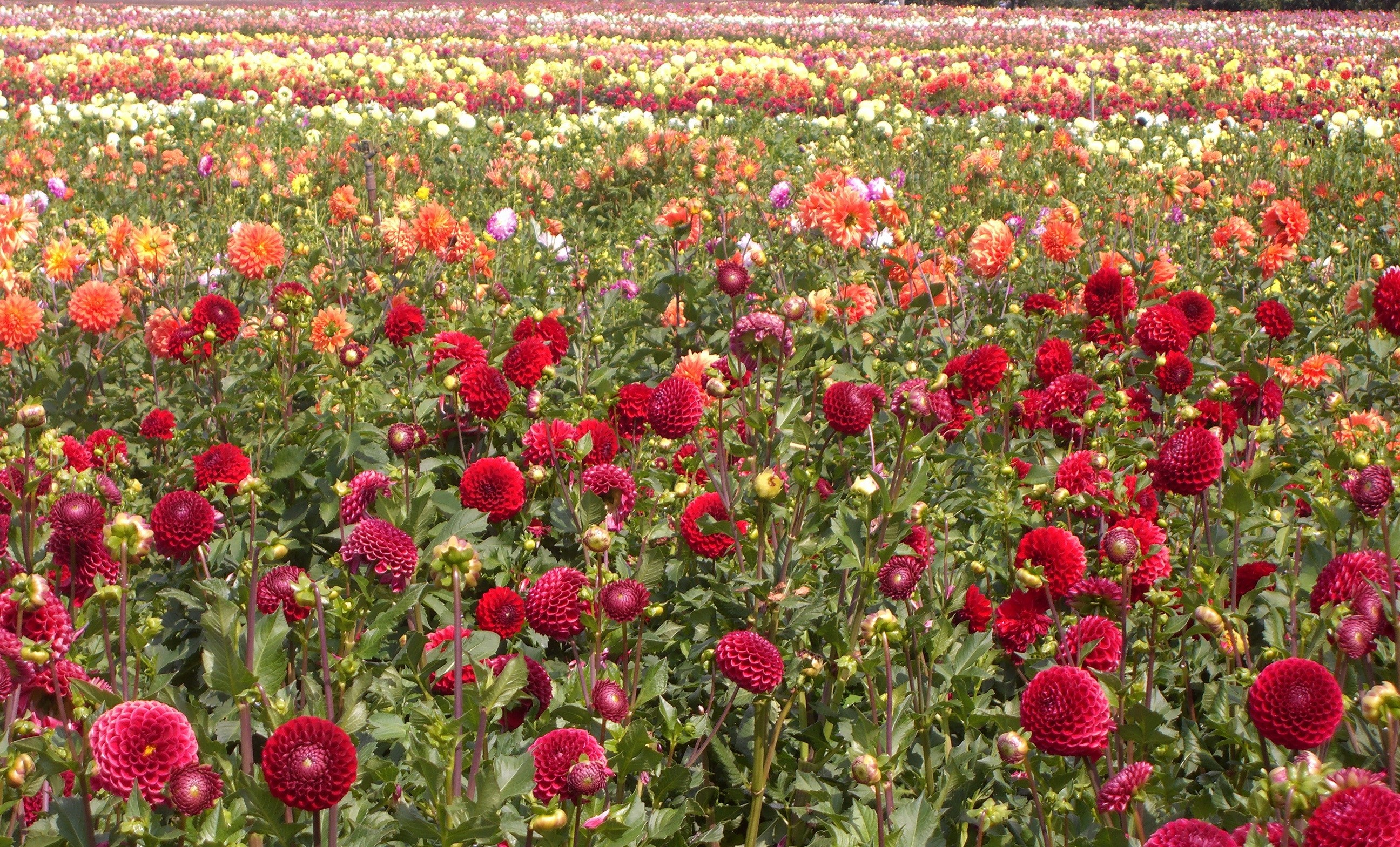 Vibrant Dahlia Flower Field in Full Bloom HD Wallpaper