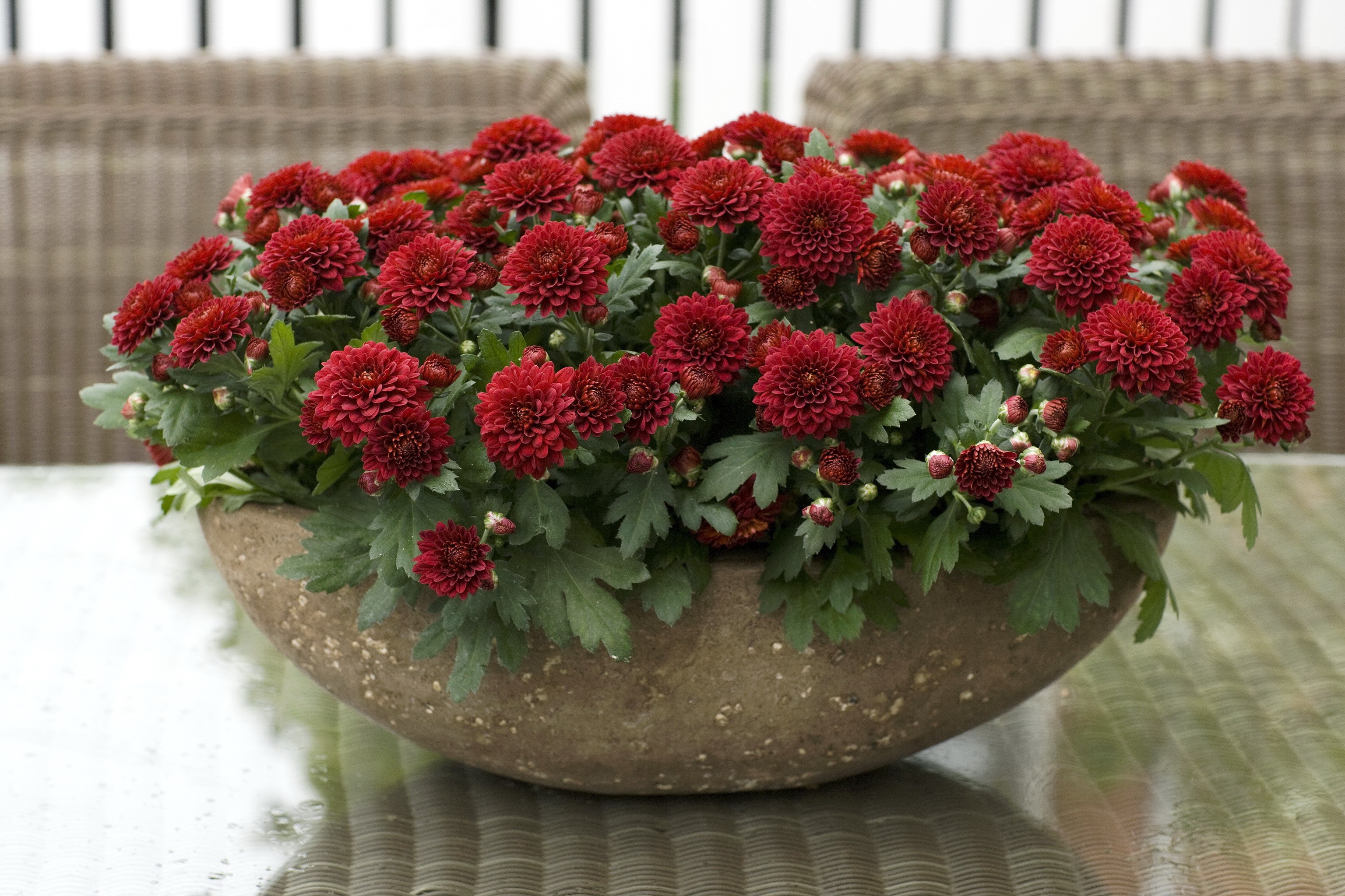 Red Chrysanthemums in a Bowl HD Wallpaper