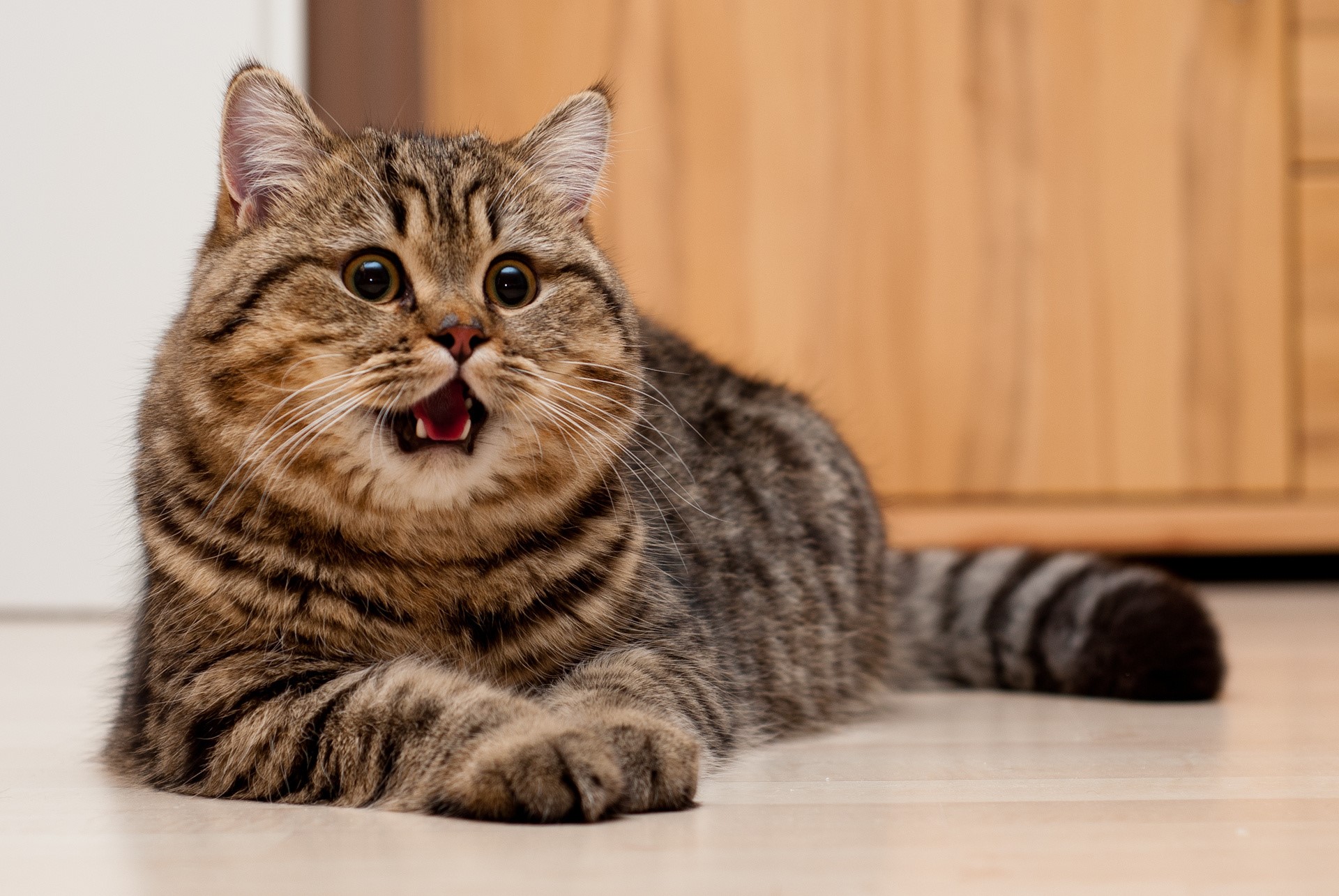 A surprised tabby cat with its mouth open HD Wallpaper