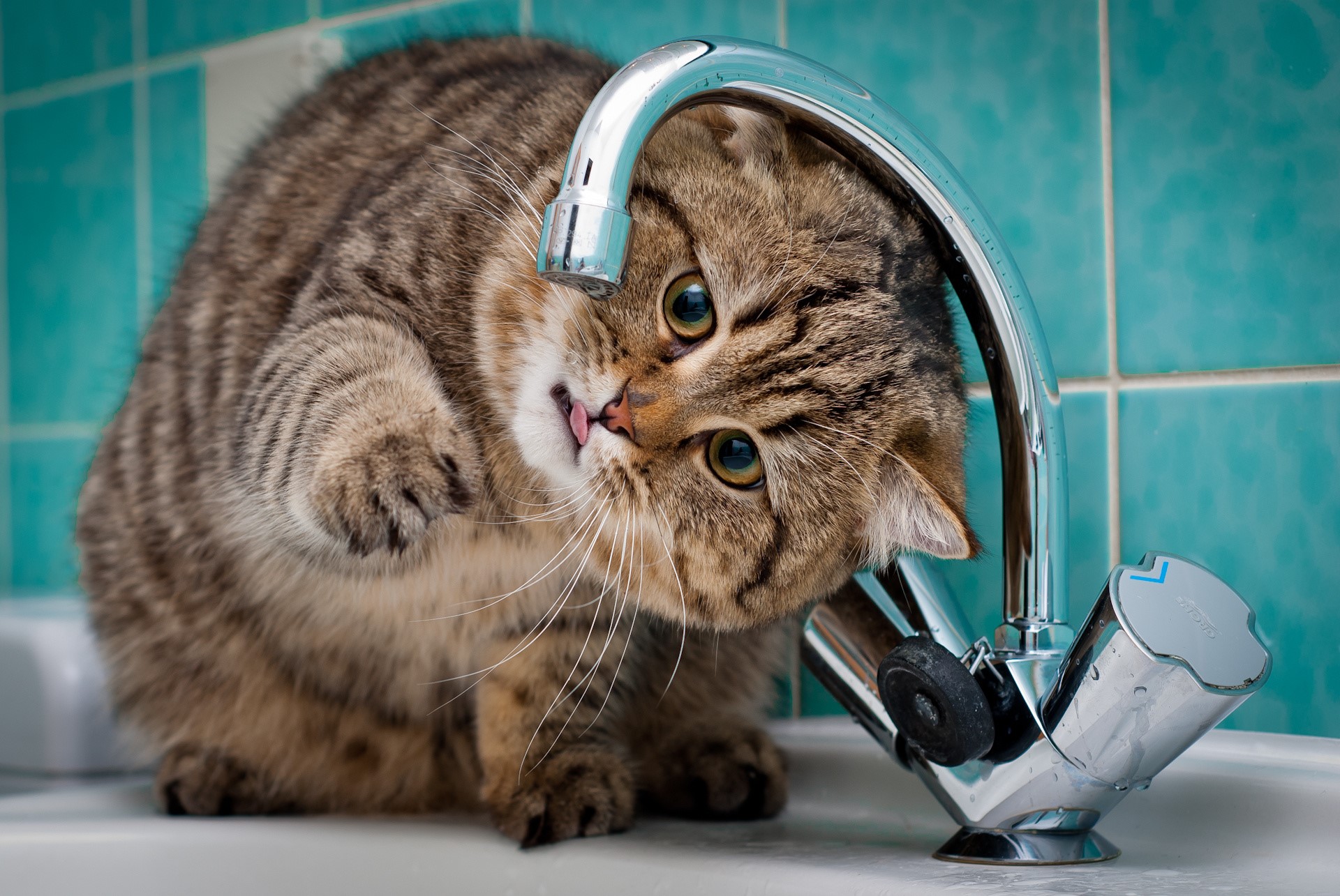 Cat drinking water from a faucet HD Wallpaper