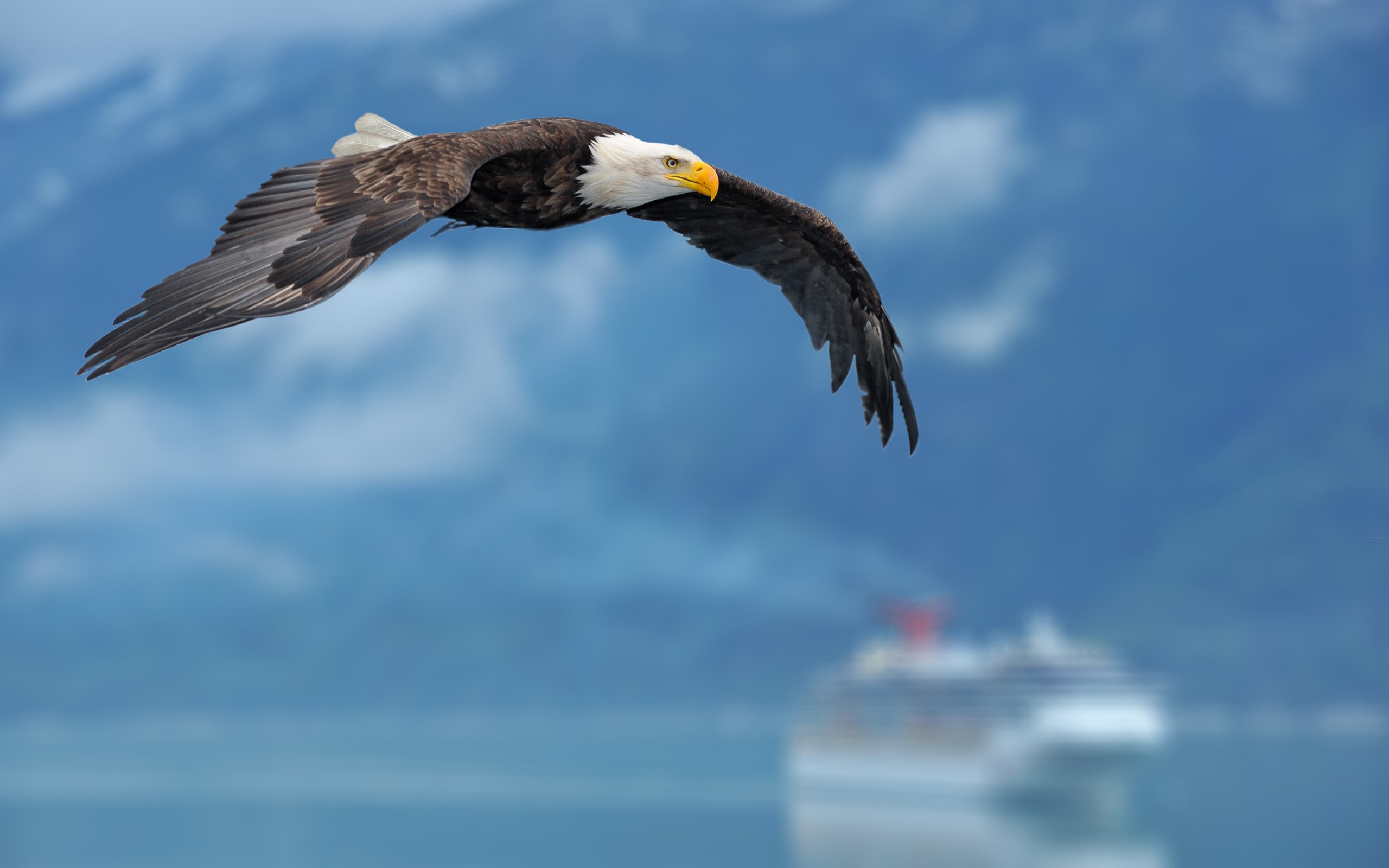 Bald Eagle in flight over water with mountains and ship HD Wallpaper