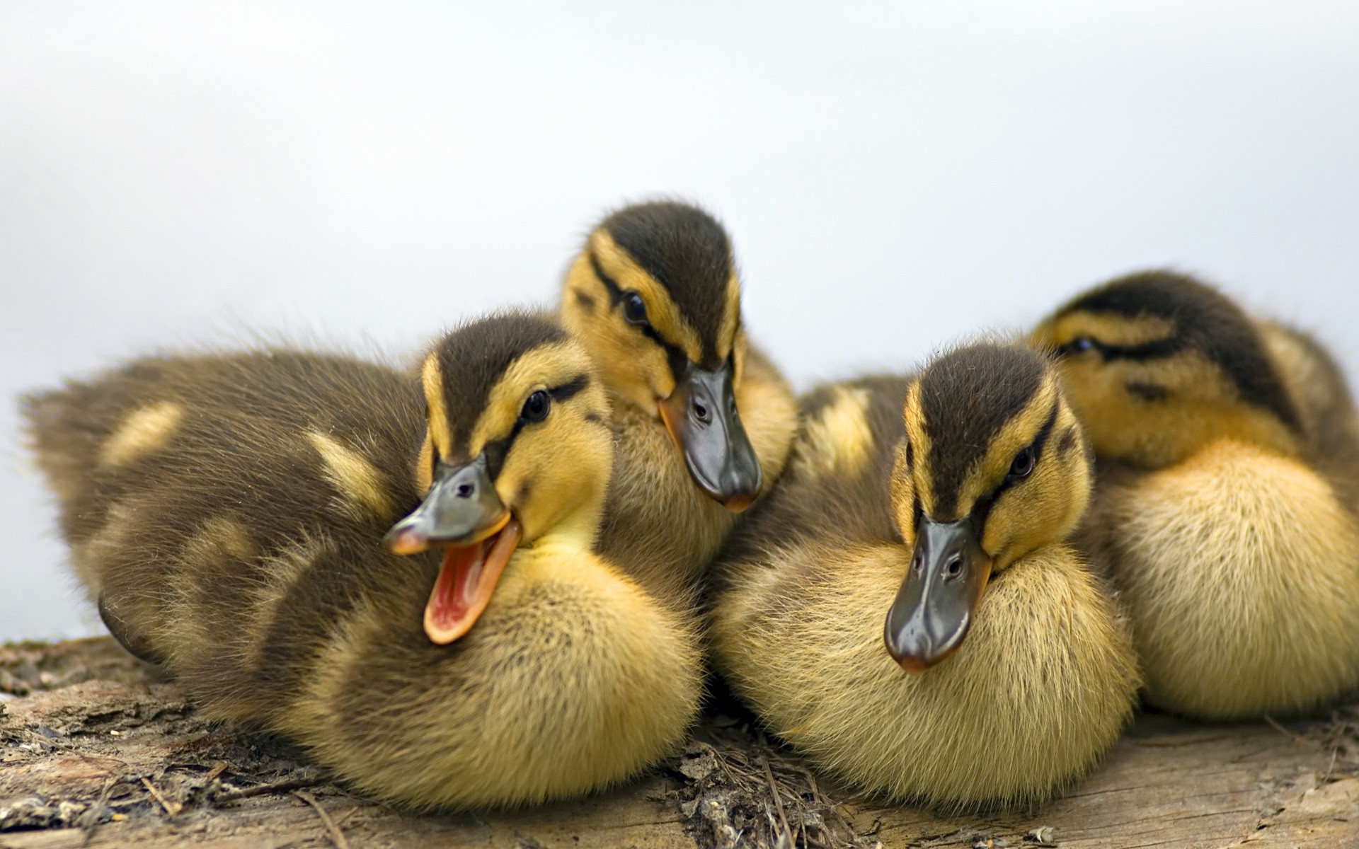 Group of Mallard Ducklings on a Log HD Wallpaper