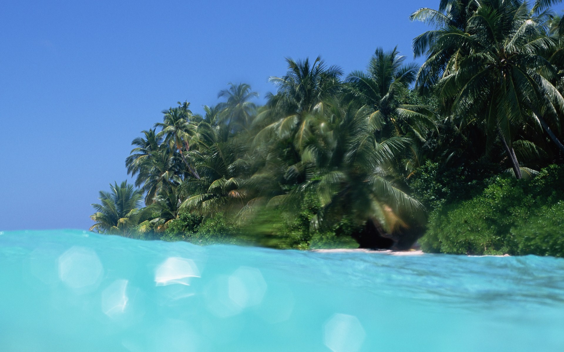 Tropical island with palm trees and turquoise water HD Wallpaper