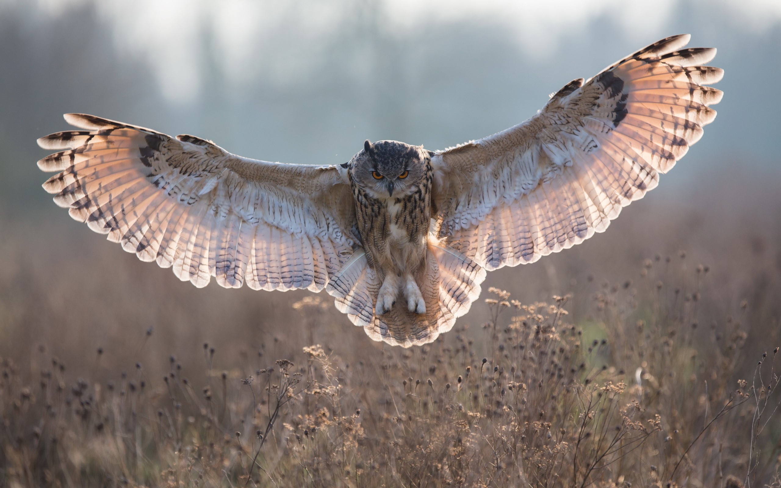 Eurasian Eagle-Owl in flight over dry grass HD Wallpaper