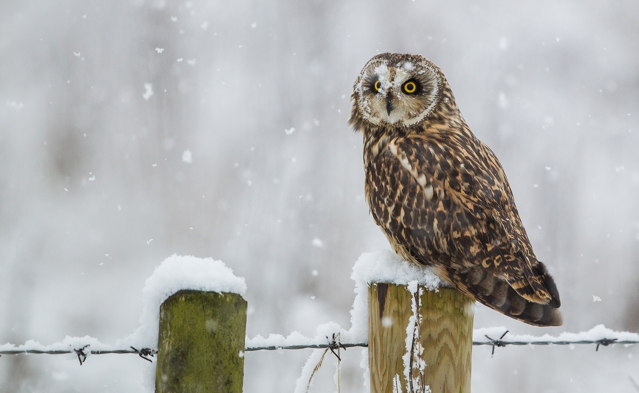 Short-eared owl perched on a snowy fence post HD Wallpaper