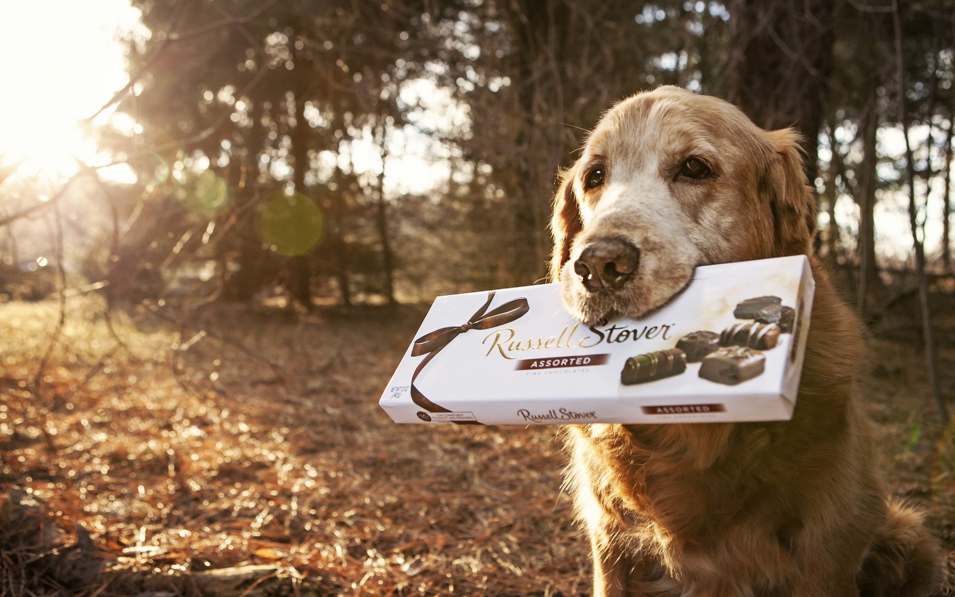 Golden Retriever holding Russell Stover chocolates HD Wallpaper