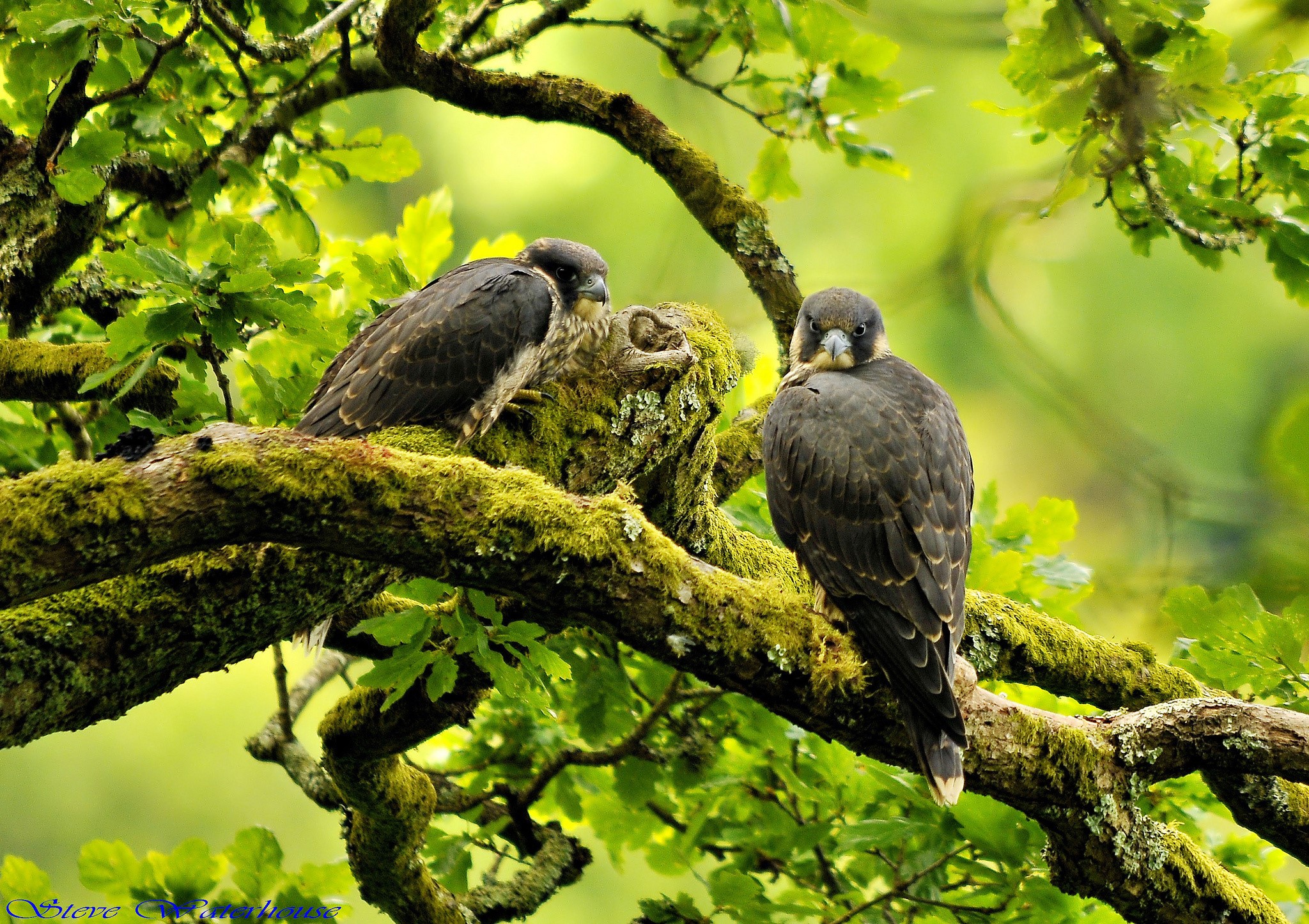 Two falcons perched on moss-covered branches HD Wallpaper