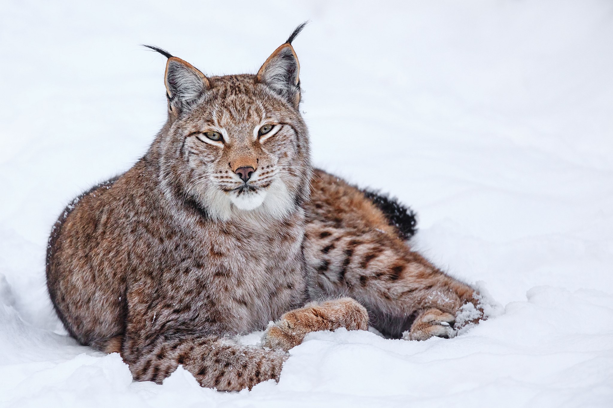 Lynx lying in the snow HD Wallpaper
