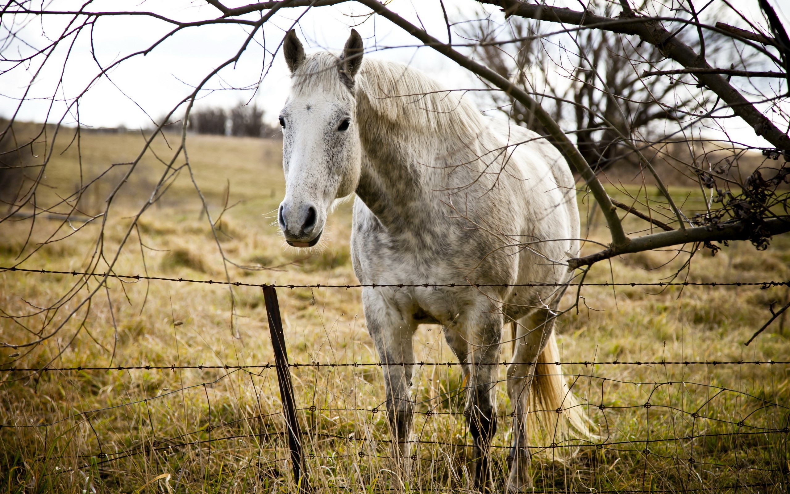 White horse behind a barbed wire fence HD Wallpaper