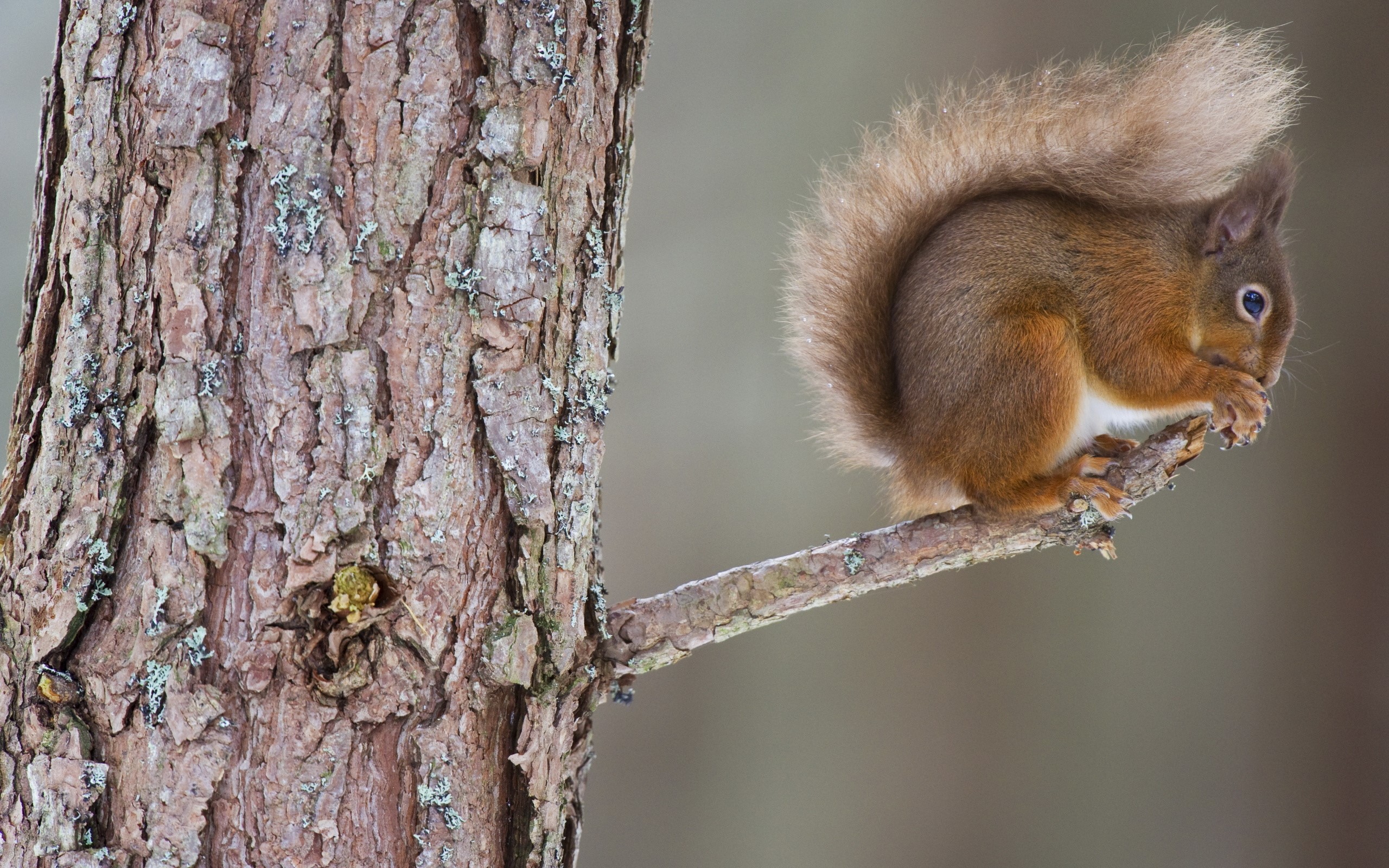 Red squirrel eating on a tree branch HD Wallpaper