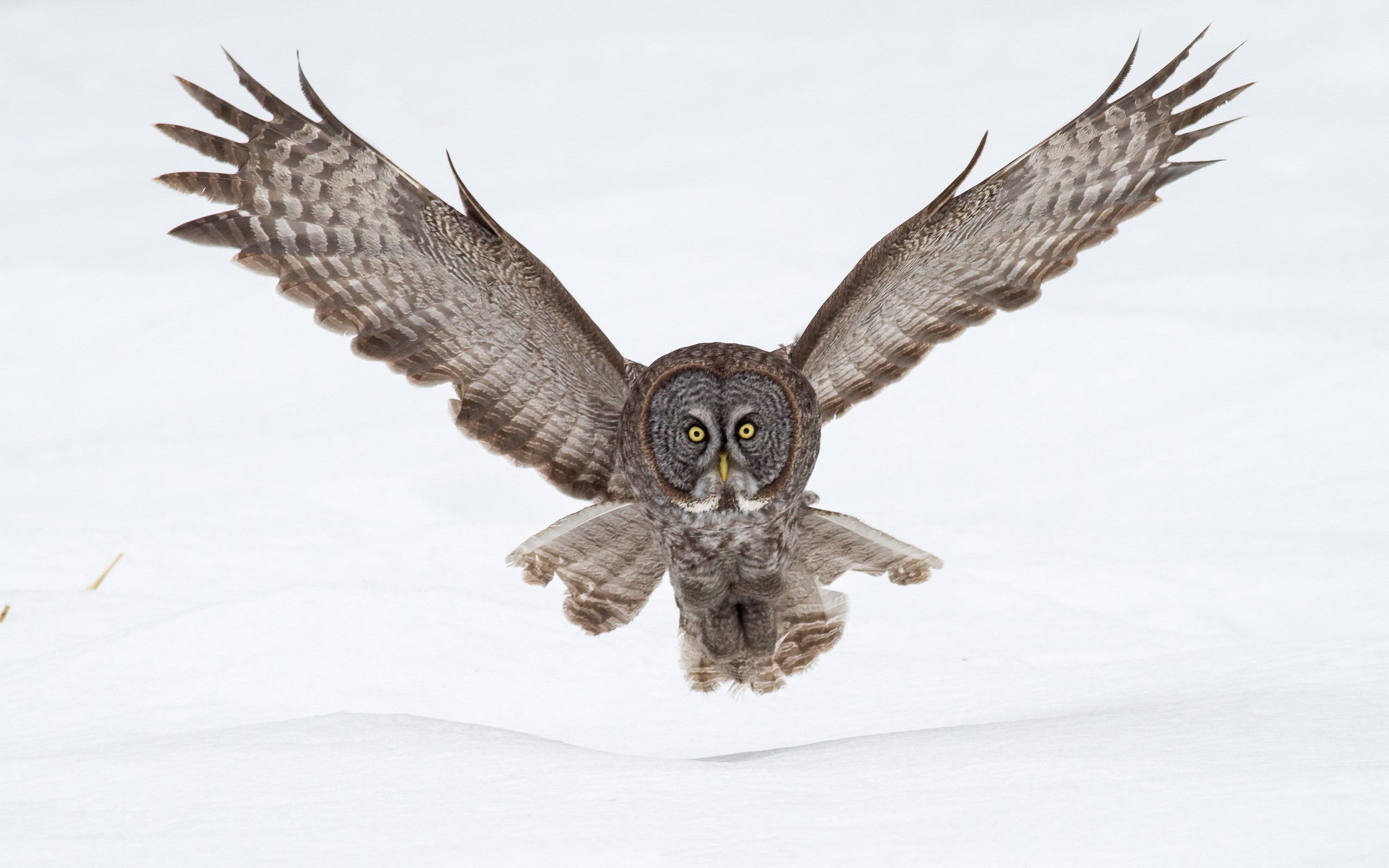 Great Grey Owl in flight over snow HD Wallpaper