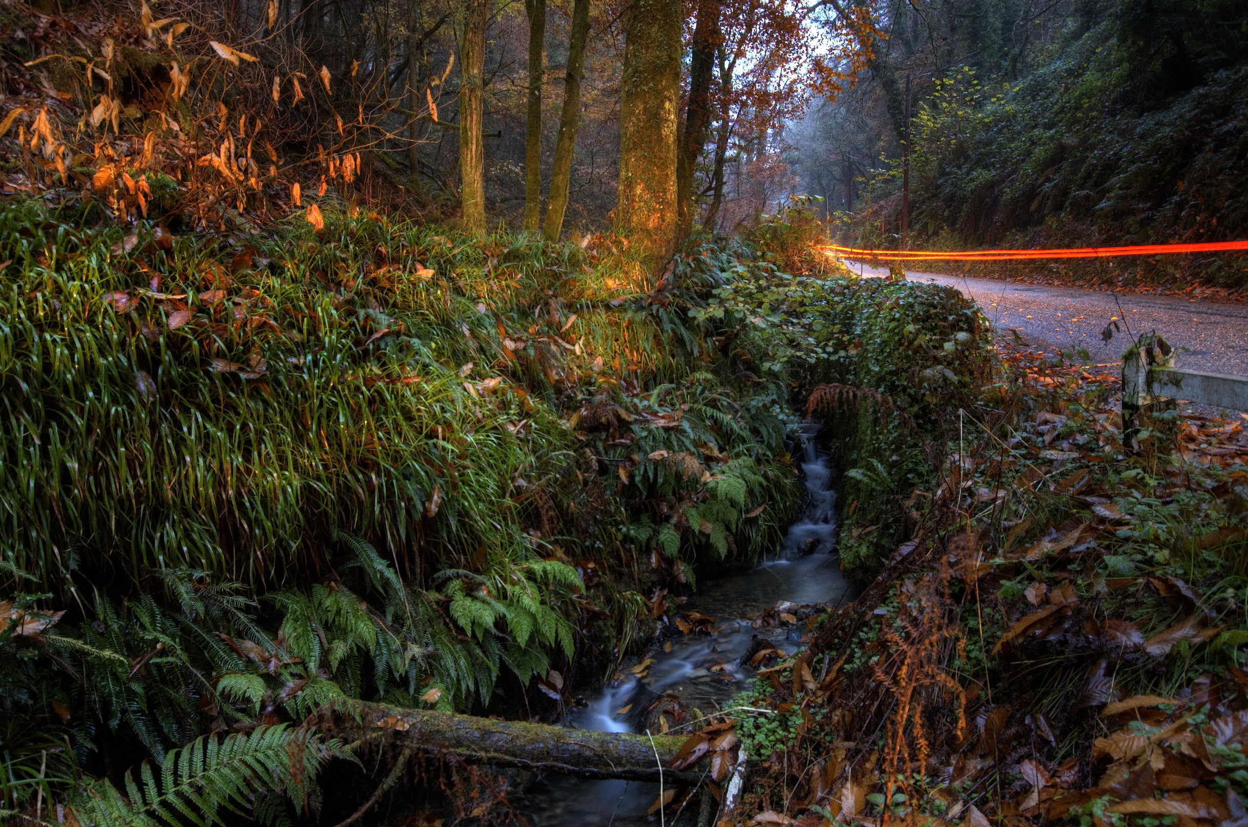 Forest road with stream and light trails HD Wallpaper