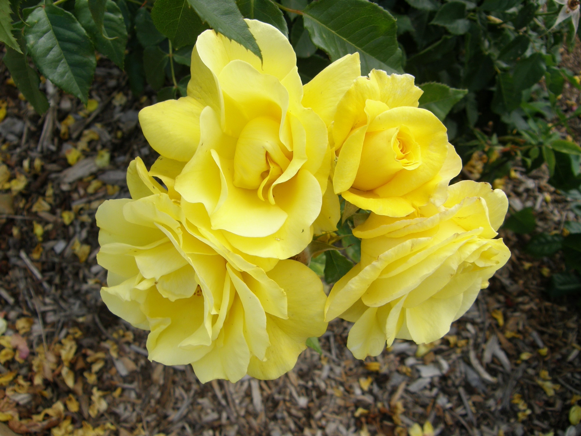 A cluster of bright yellow roses HD Wallpaper