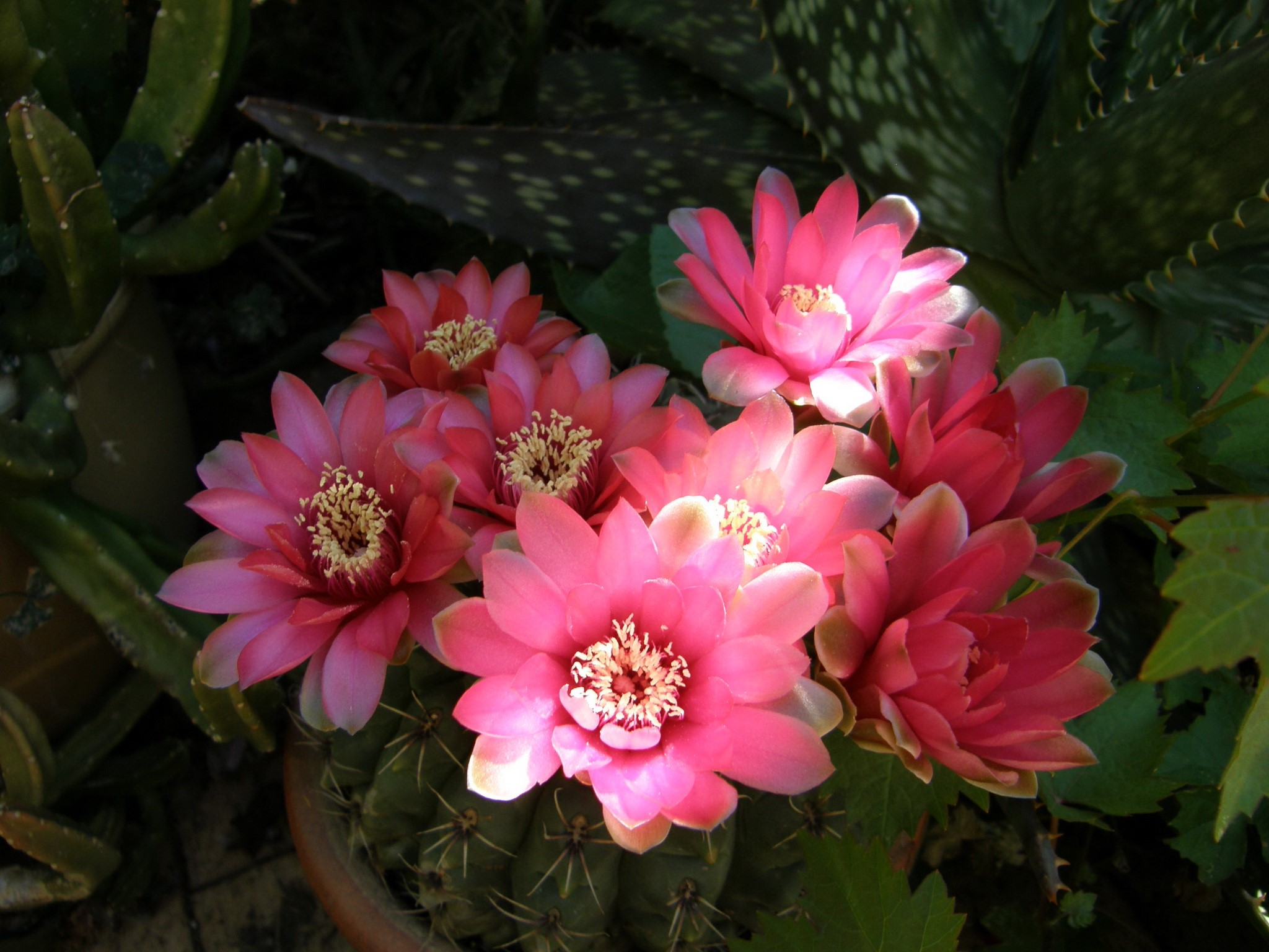 Pink cactus flowers blooming on a cactus HD Wallpaper