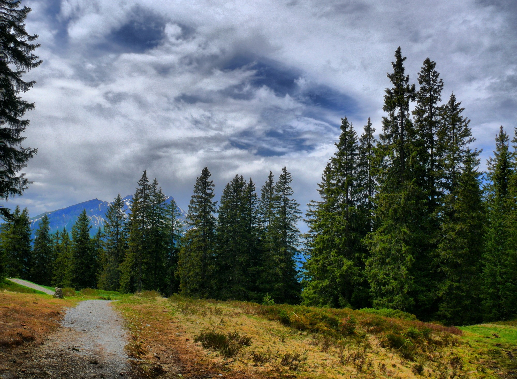 Mountain landscape with pine forest and cloudy sky HD Wallpaper