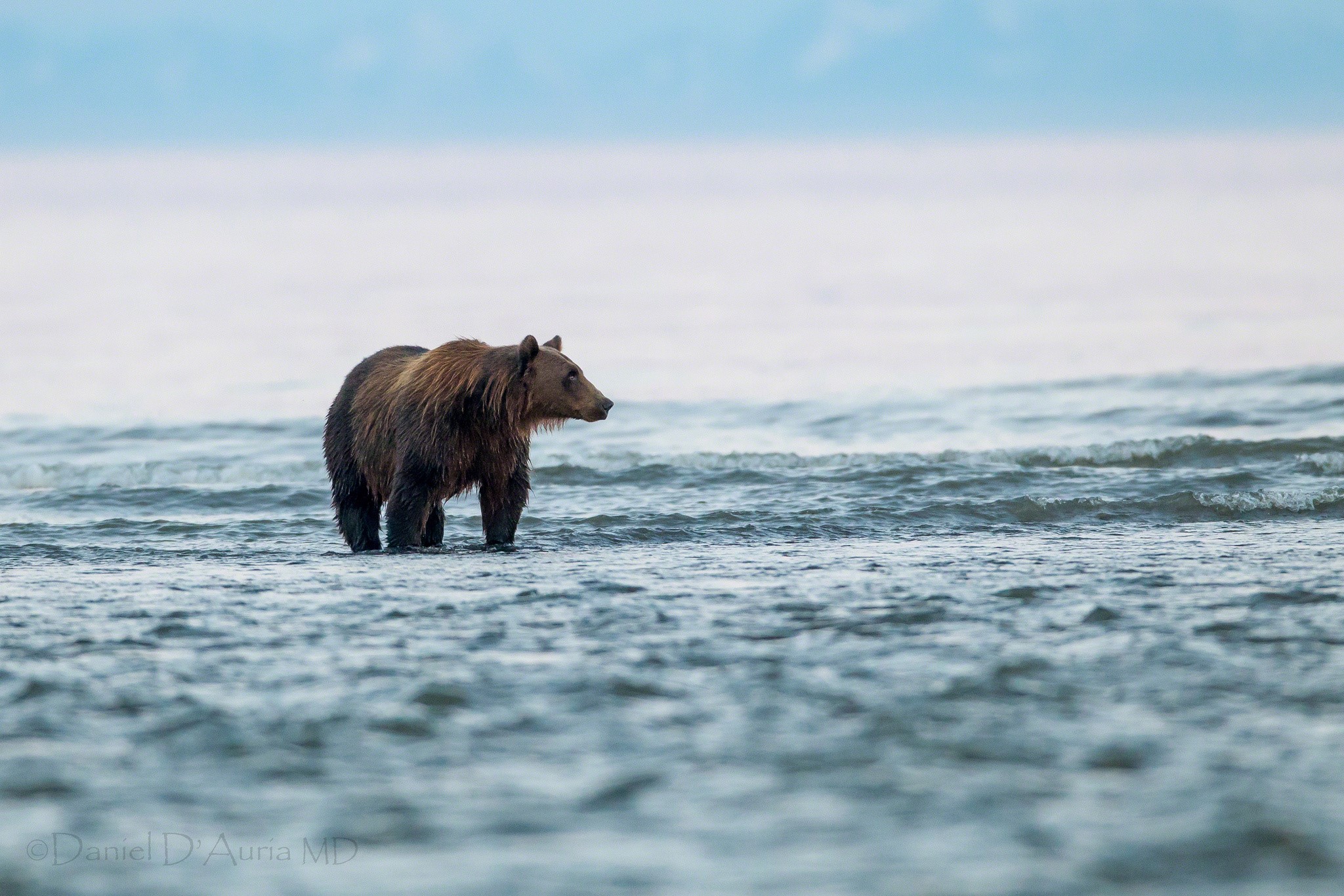 Brown bear standing in the sea HD Wallpaper
