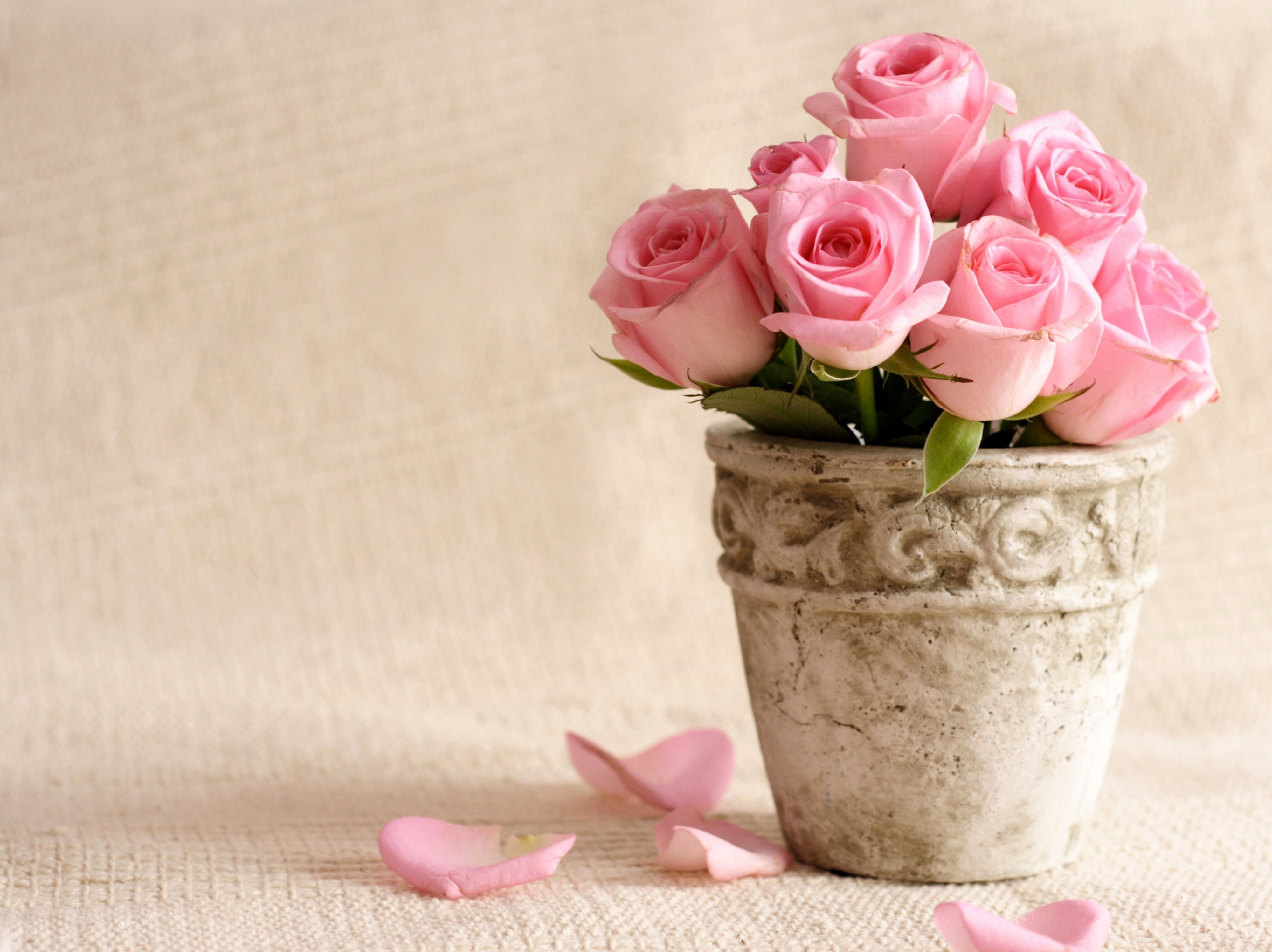 Pink Roses in a Pot HD Wallpaper