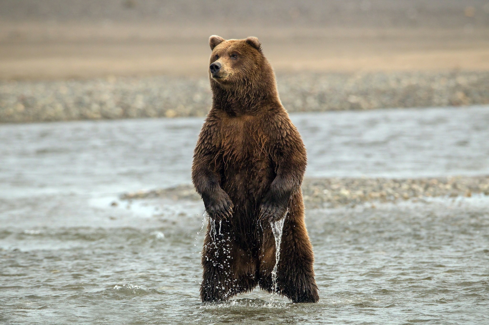 Brown bear standing in shallow water HD Wallpaper