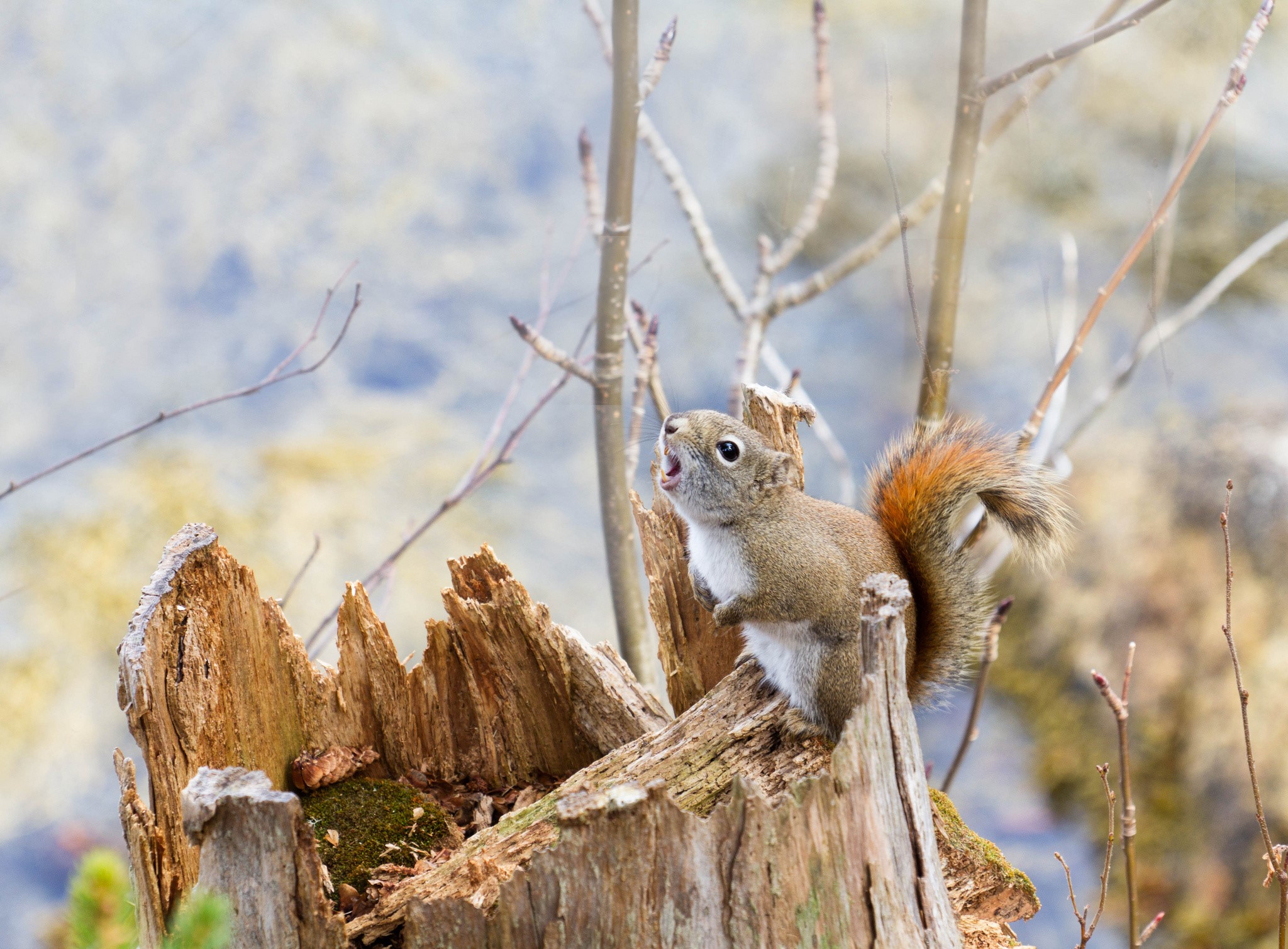 A squirrel on a tree stump HD Wallpaper
