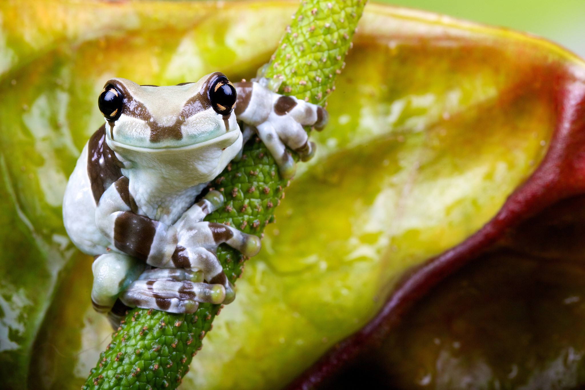 Amazon Milk Frog on a Plant Stem HD Wallpaper