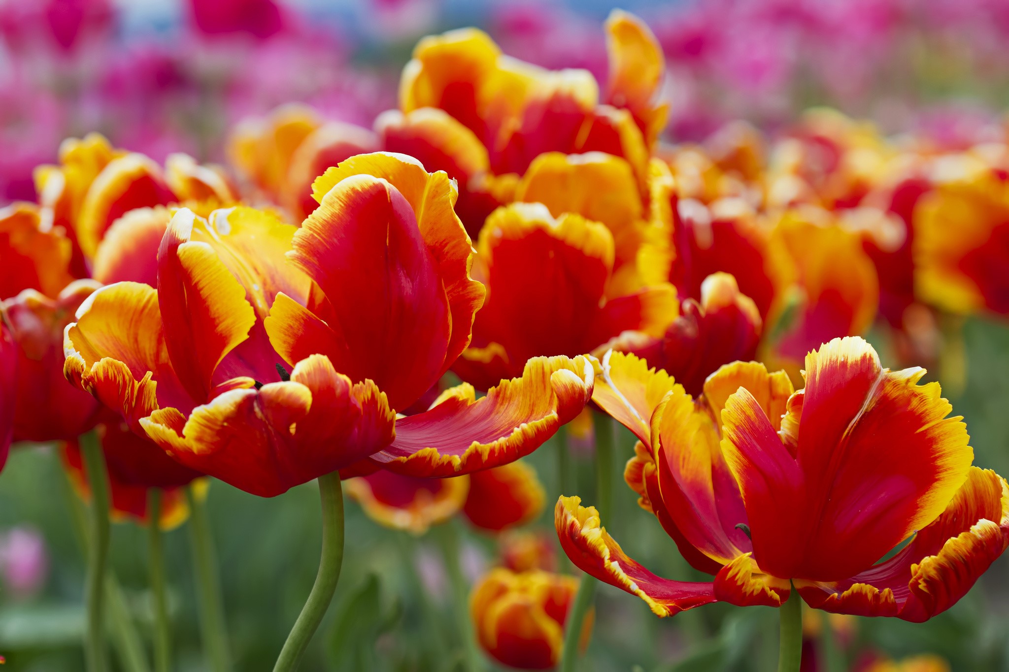 Red and yellow fringed tulips in a field HD Wallpaper
