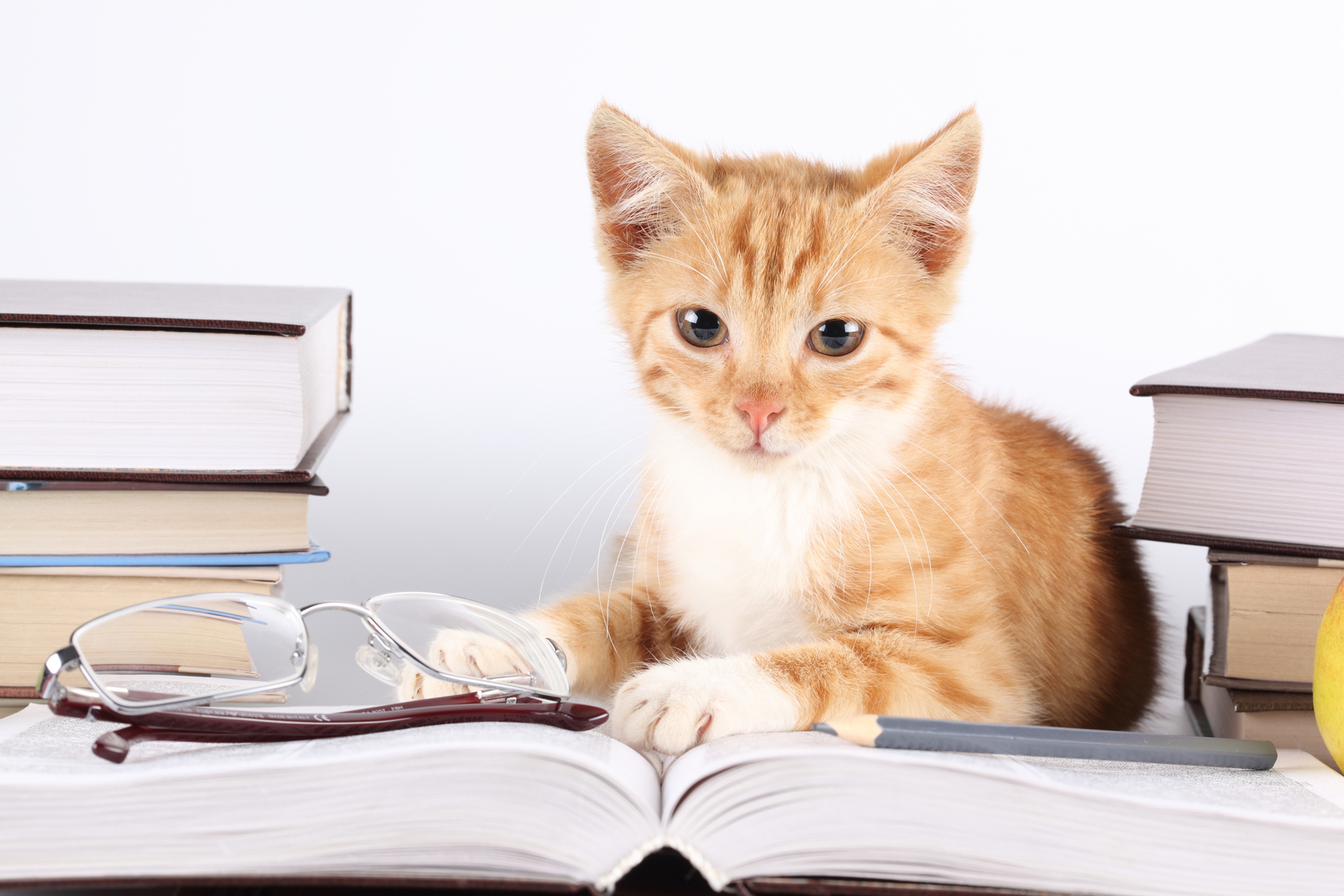 Orange kitten with glasses and books HD Wallpaper