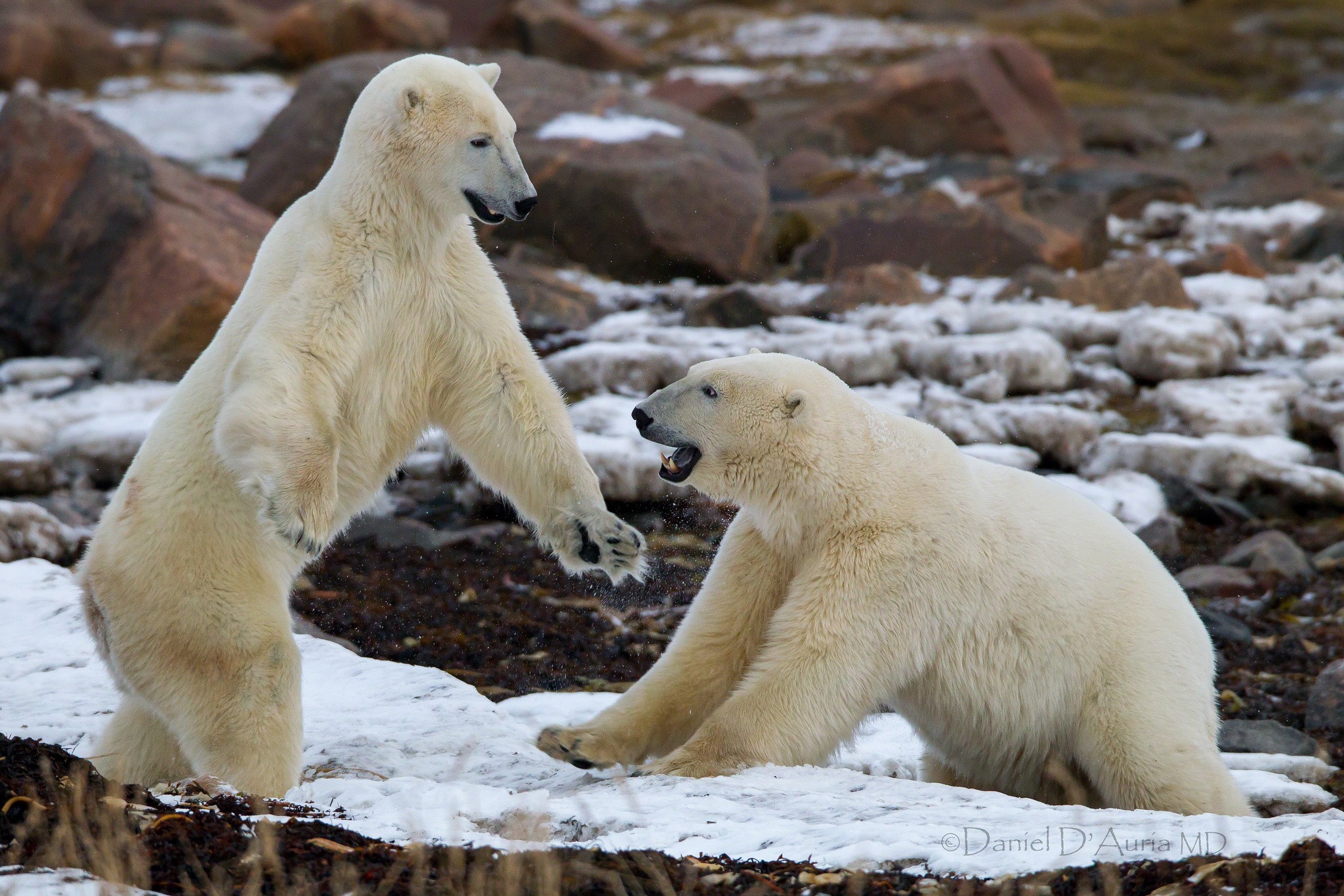 Two polar bears fighting on a rocky shore HD Wallpaper