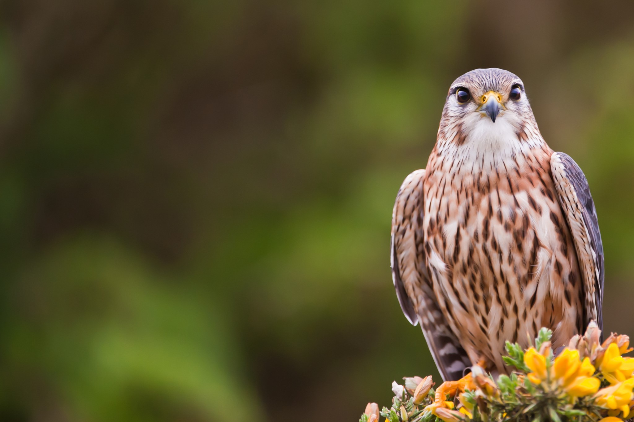 Merlin Falcon perched on a branch with yellow flowers HD Wallpaper