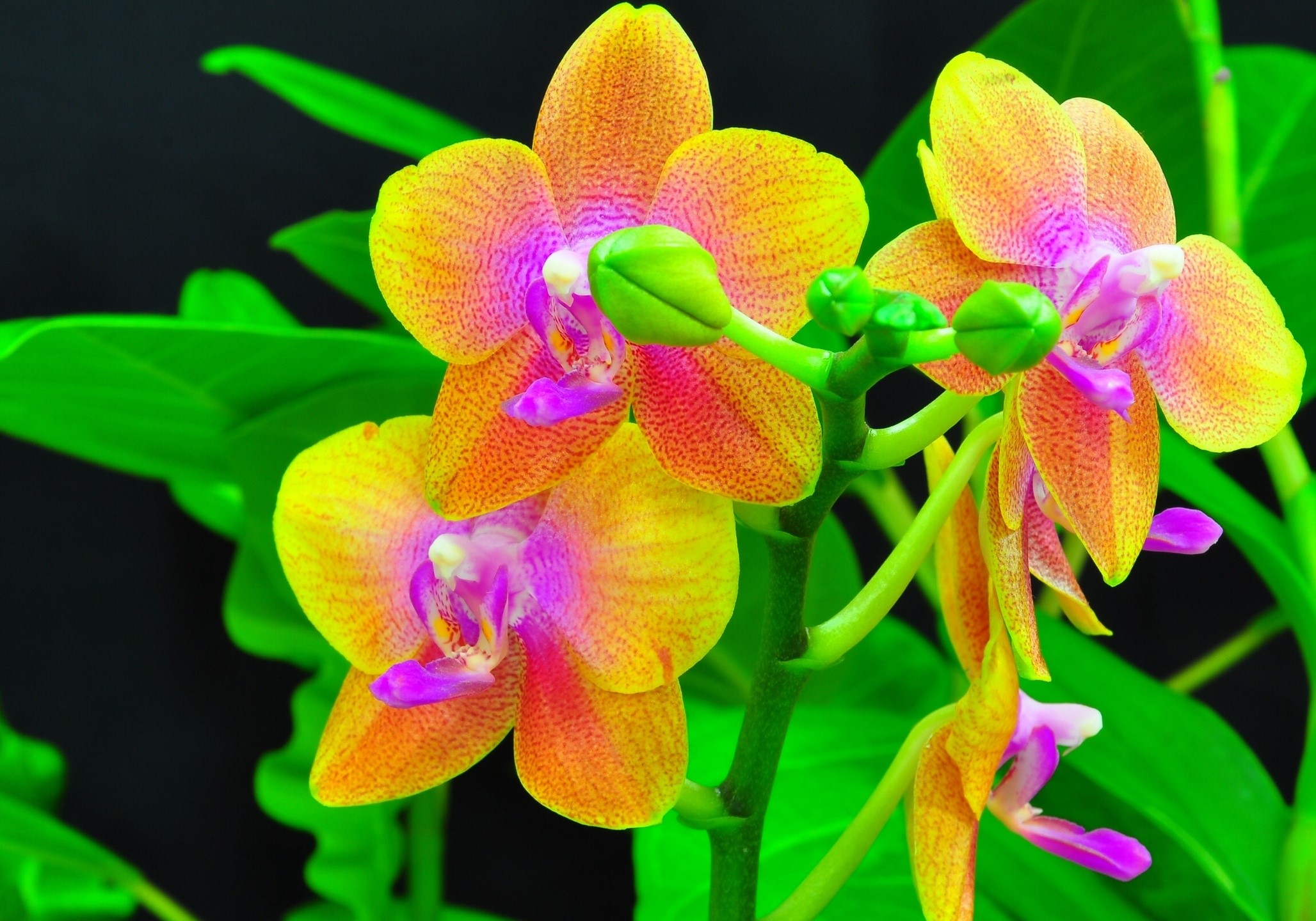 Close-up of a blooming orchid with yellow, orange, and pink petals HD Wallpaper